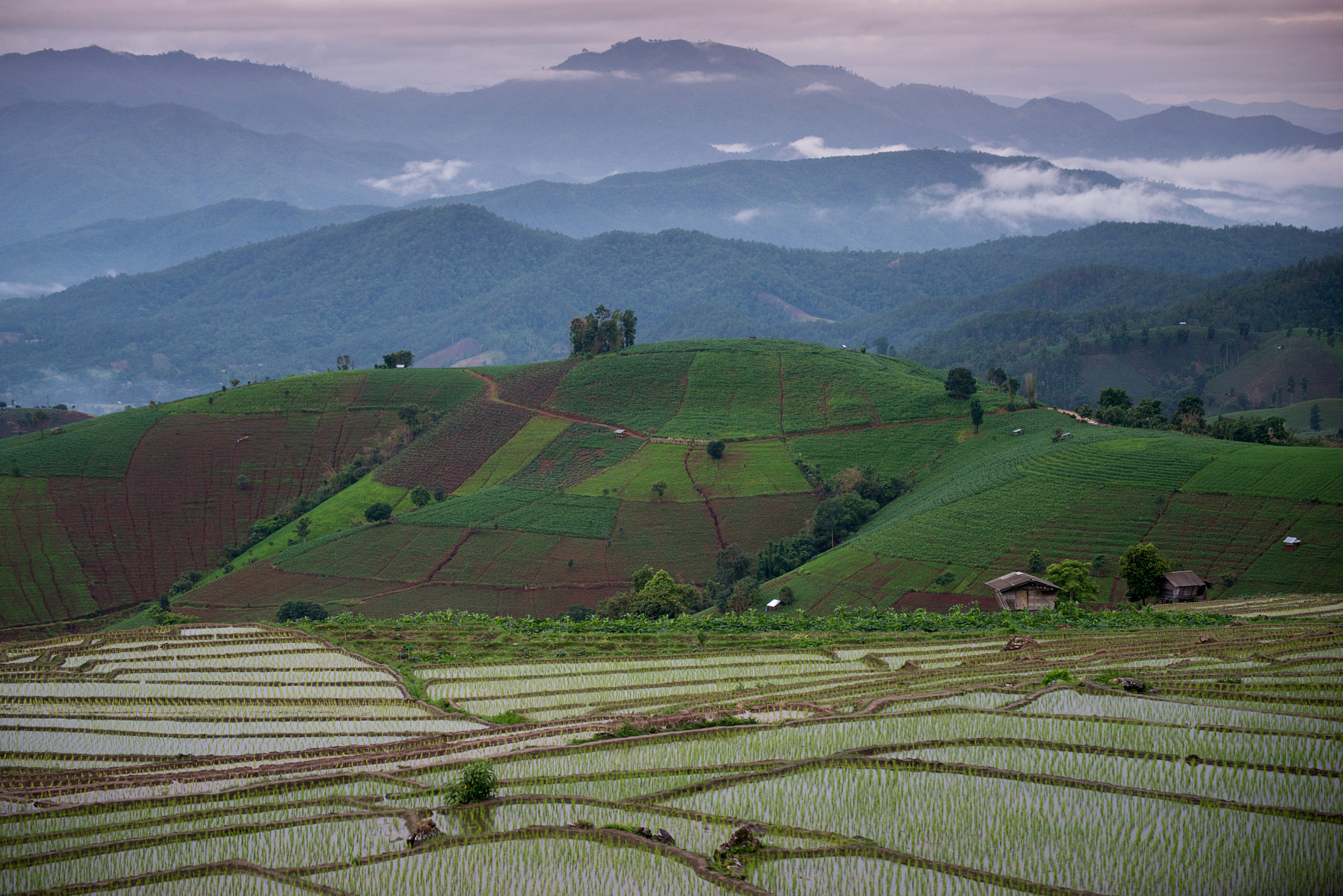 Nikon D800E sample photo. The rice terrace farm photography