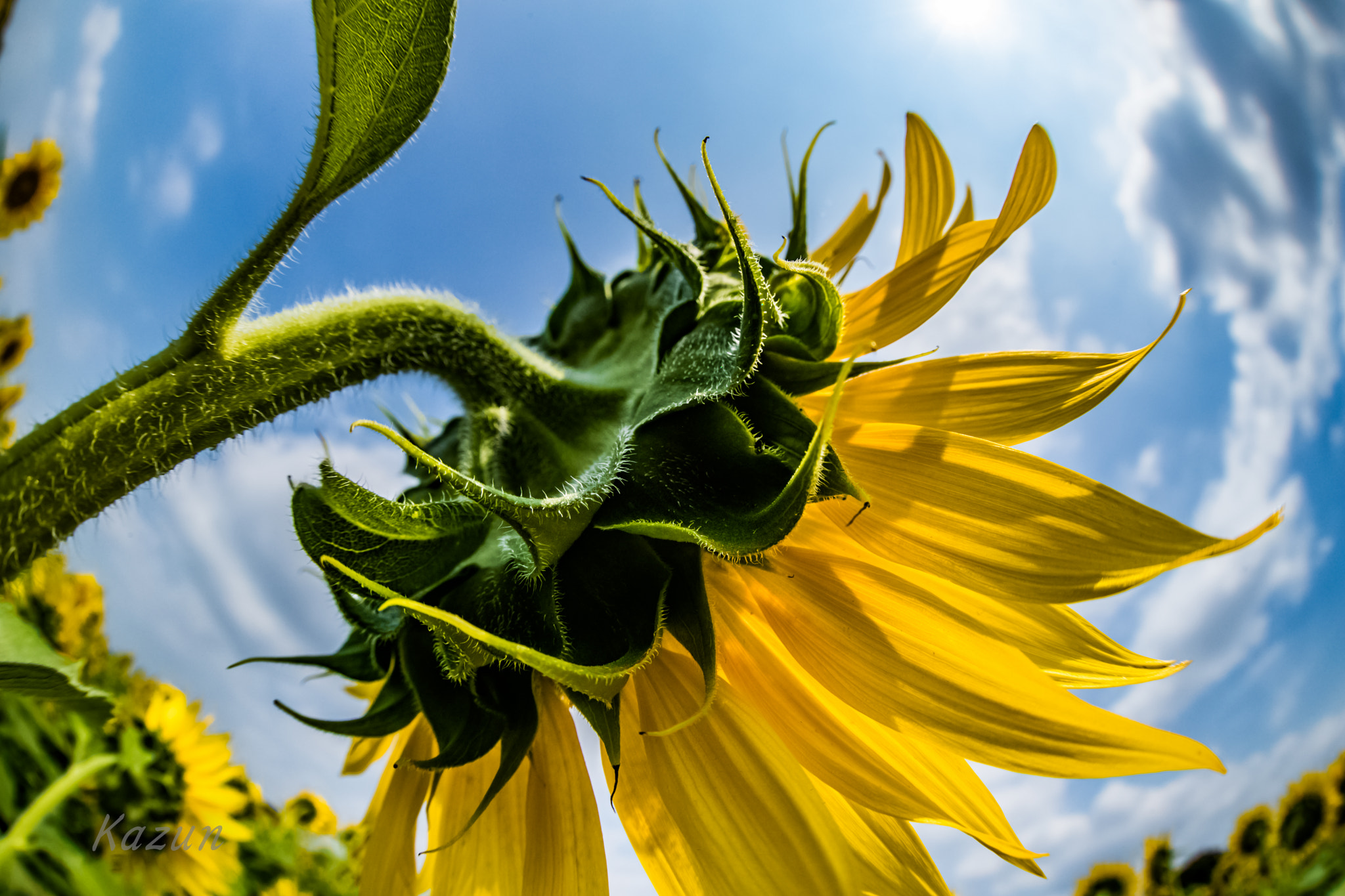 Canon EF 8-15mm F4L Fisheye USM sample photo. Summer rock! photography