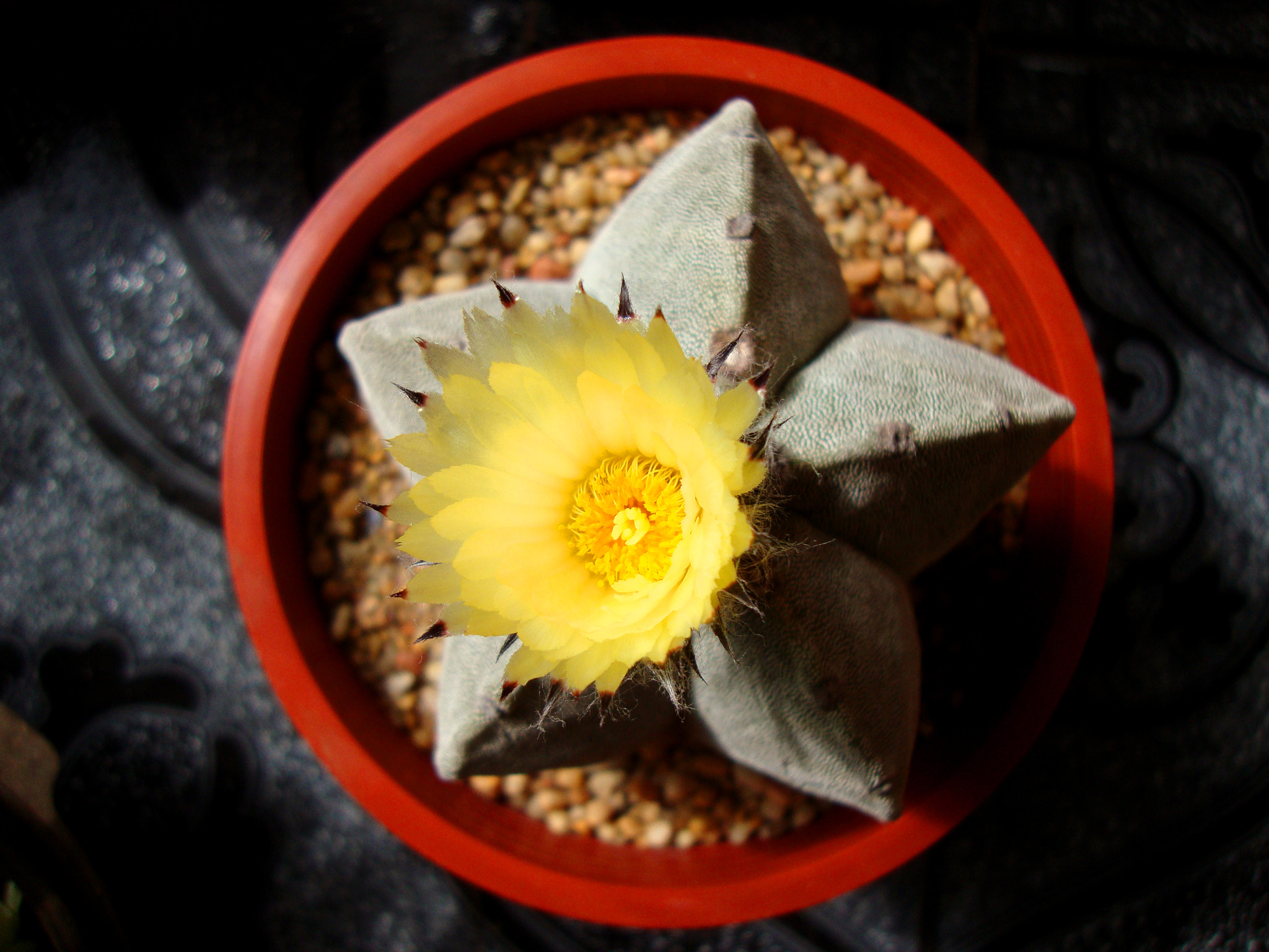 Sony DSC-W210 sample photo. Astrophytum myriostigma photography