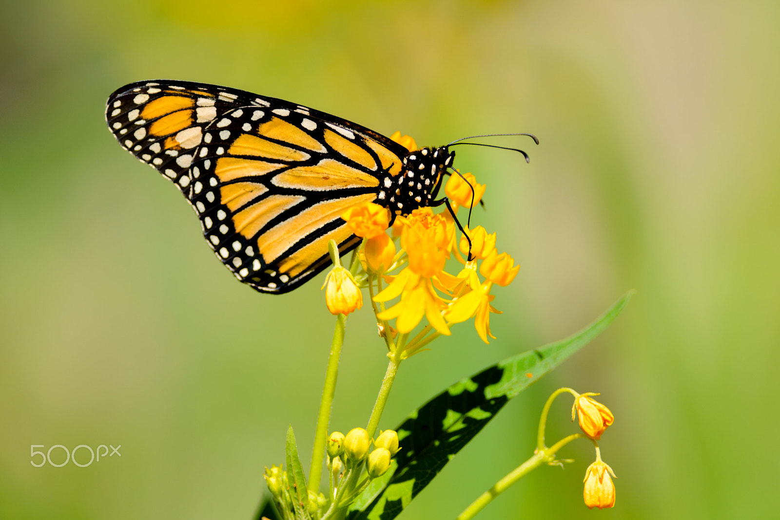 Nikon D800E + Nikon AF-S Nikkor 300mm F4D ED-IF sample photo. Monarch morning photography