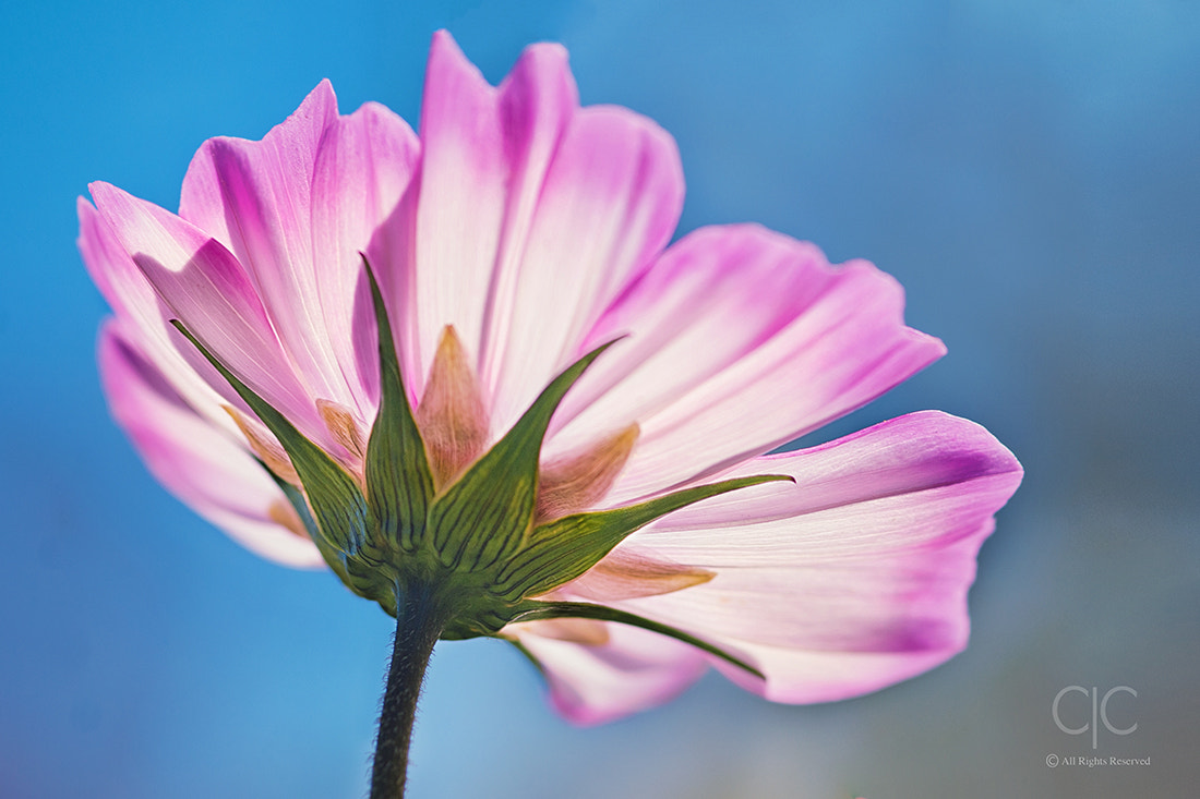 Sigma 105mm F2.8 EX DG Macro sample photo. Back to summer photography