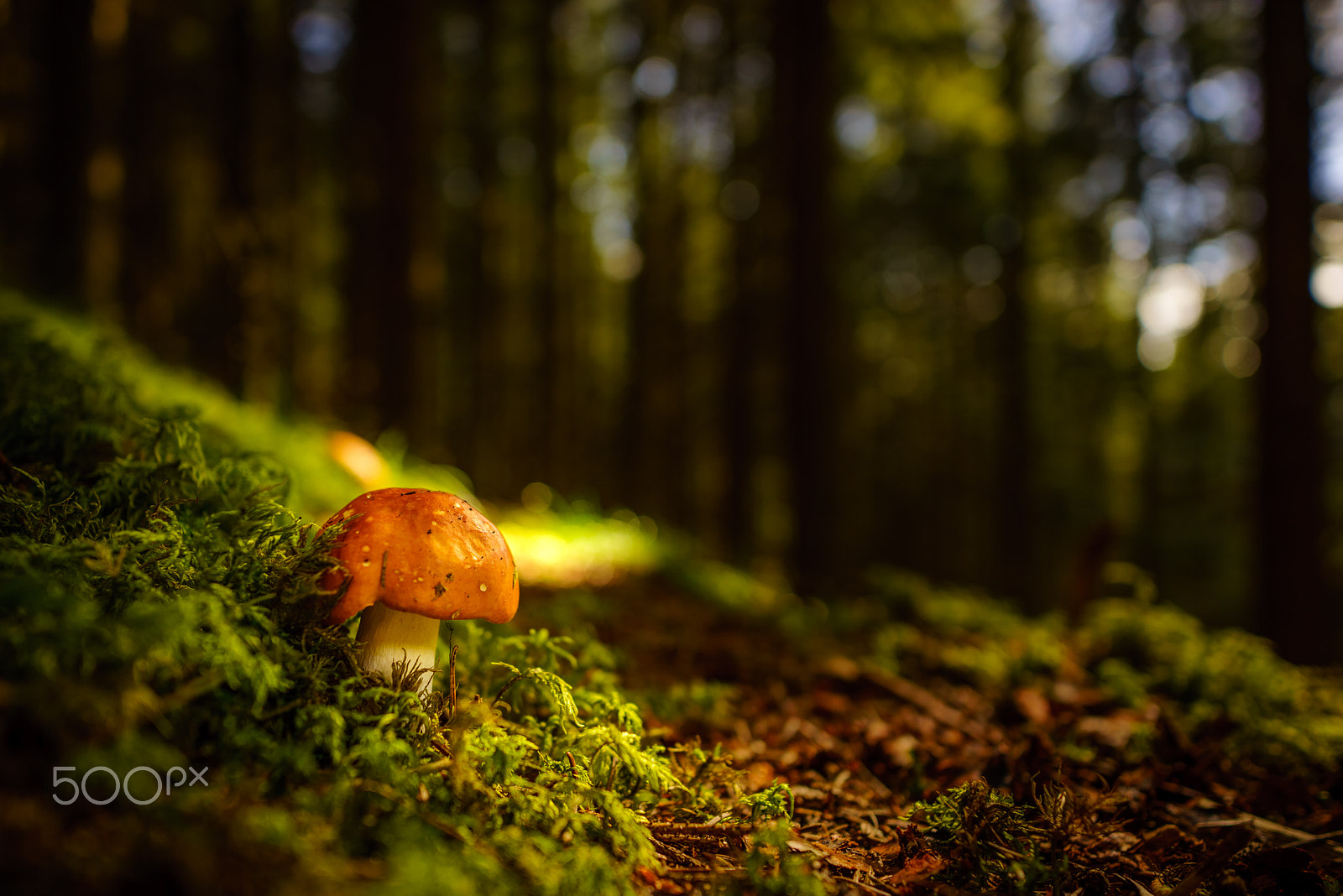 Sony a7R + E 21mm F2.8 sample photo. Mushroom photography