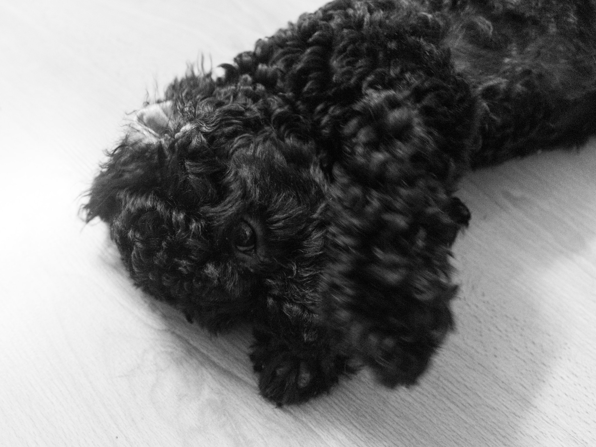 Canon EOS 100D (EOS Rebel SL1 / EOS Kiss X7) + Canon EF-S 18-55mm F3.5-5.6 IS II sample photo. My poodle dog 2 photography