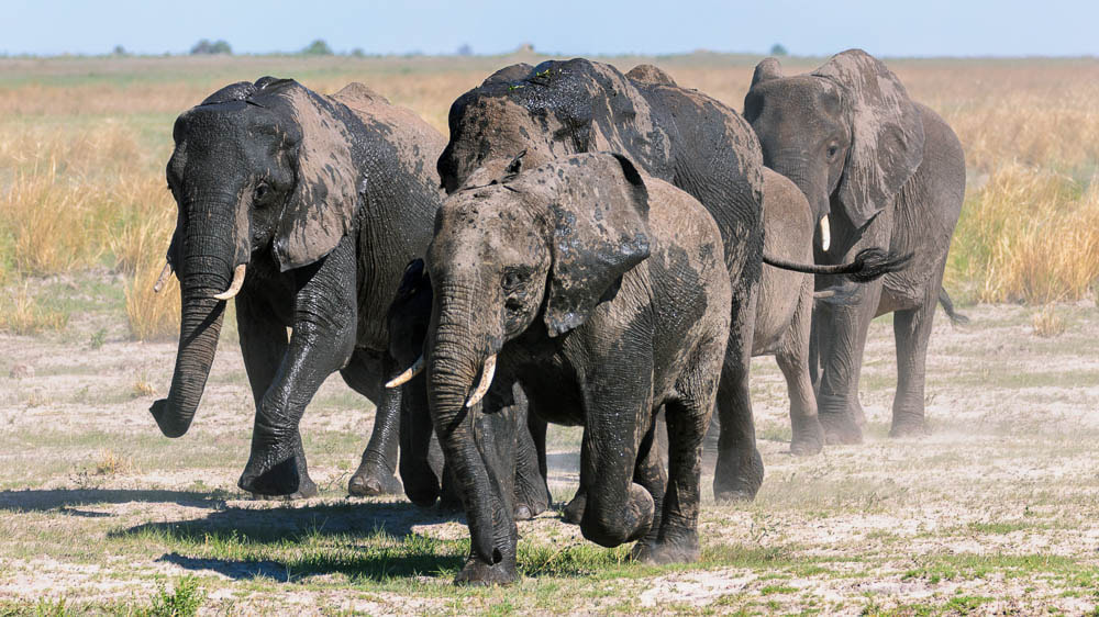 Sigma 150-600mm F5-6.3 DG OS HSM | S sample photo. Elephant on the move photography