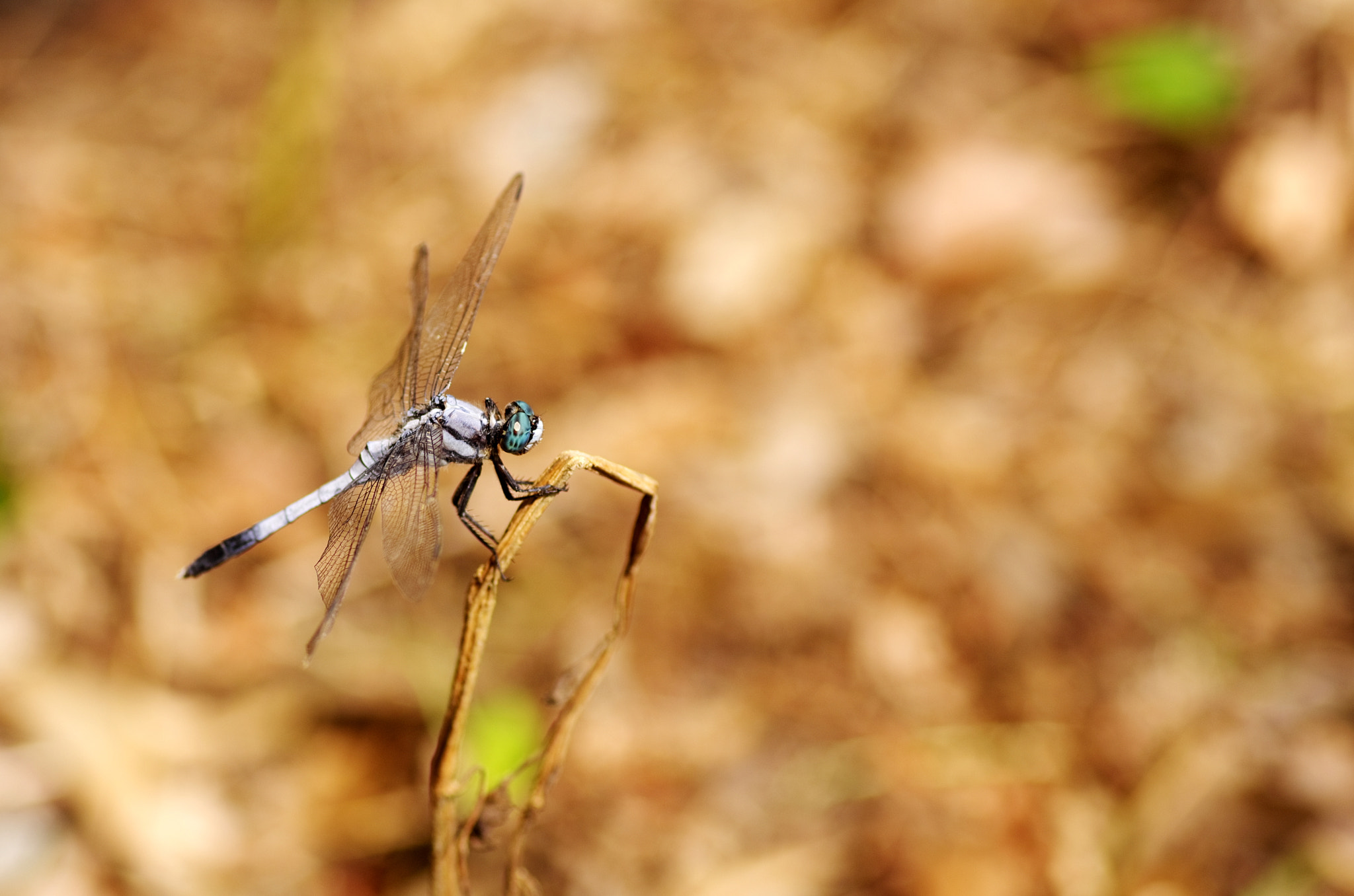 Pentax K-5 + Tamron SP AF 90mm F2.8 Di Macro sample photo. A dragonfly photography