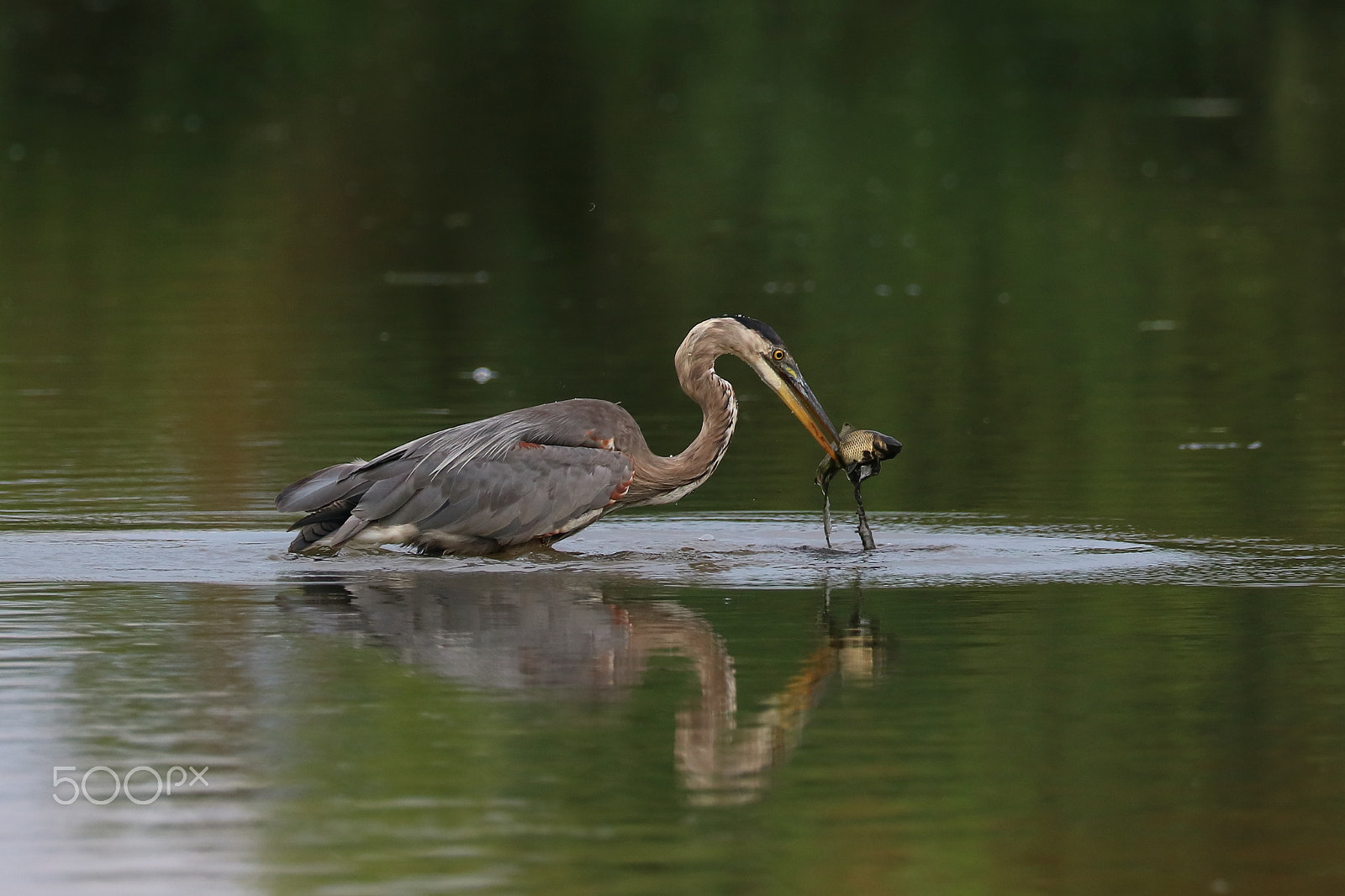 Canon EOS 760D (EOS Rebel T6s / EOS 8000D) sample photo. Great blue heron 02 photography