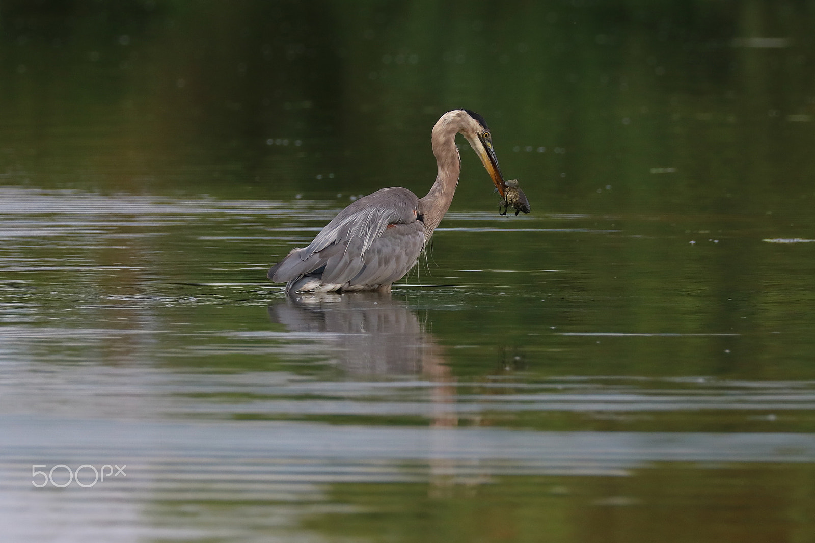 Canon EOS 760D (EOS Rebel T6s / EOS 8000D) sample photo. Great blue heron 04 photography