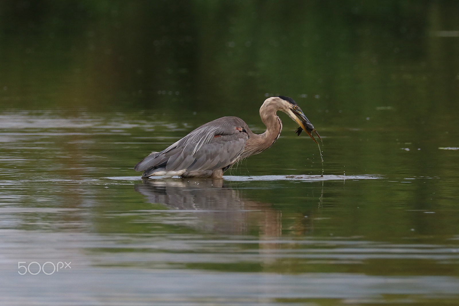 Canon EOS 760D (EOS Rebel T6s / EOS 8000D) sample photo. Great blue heron 05 photography