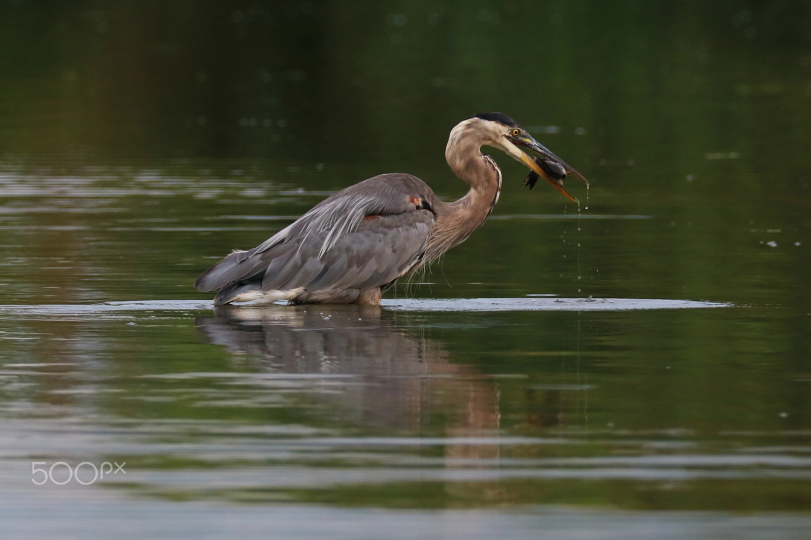 Canon EOS 760D (EOS Rebel T6s / EOS 8000D) sample photo. Great blue heron 06 photography