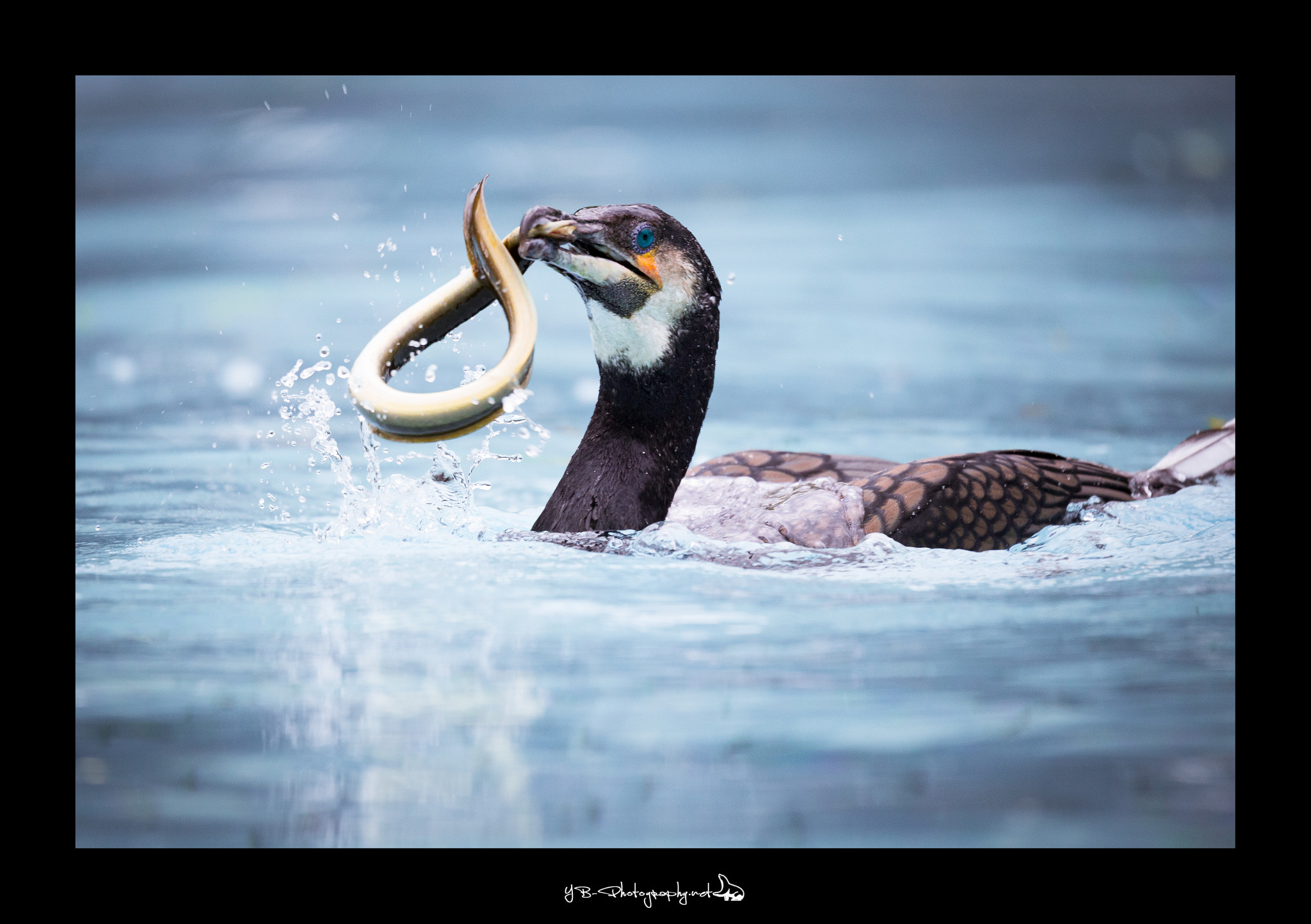 Sigma 150-600mm F5-6.3 DG OS HSM | C sample photo. Cormoran hunting photography