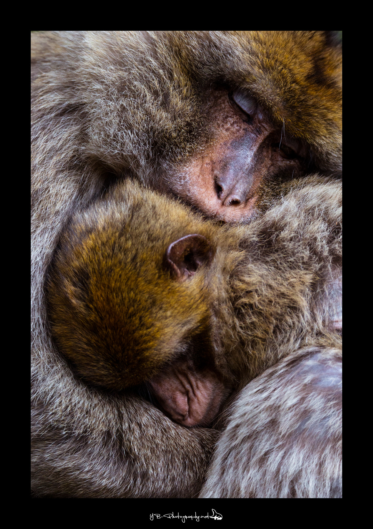 Sigma 150-600mm F5-6.3 DG OS HSM | C sample photo. Monkey love photography