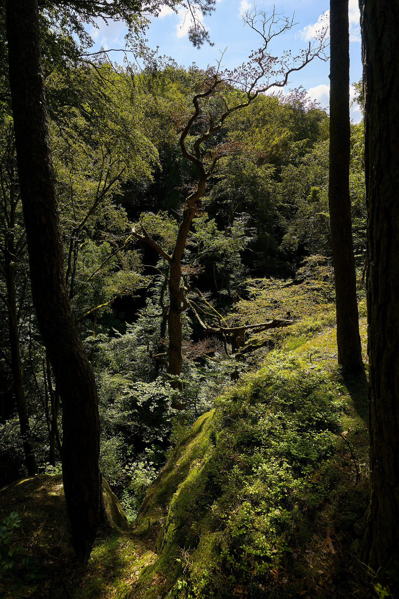 Sony ILCA-77M2 + 10-20mm F3.5 sample photo. Forrest view photography