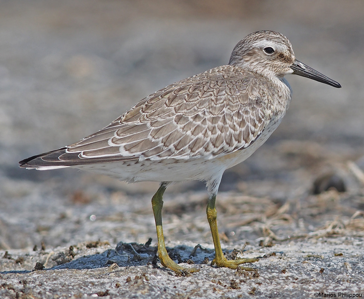 Olympus OM-D E-M5 + OLYMPUS 300mm Lens sample photo. Red knot photography