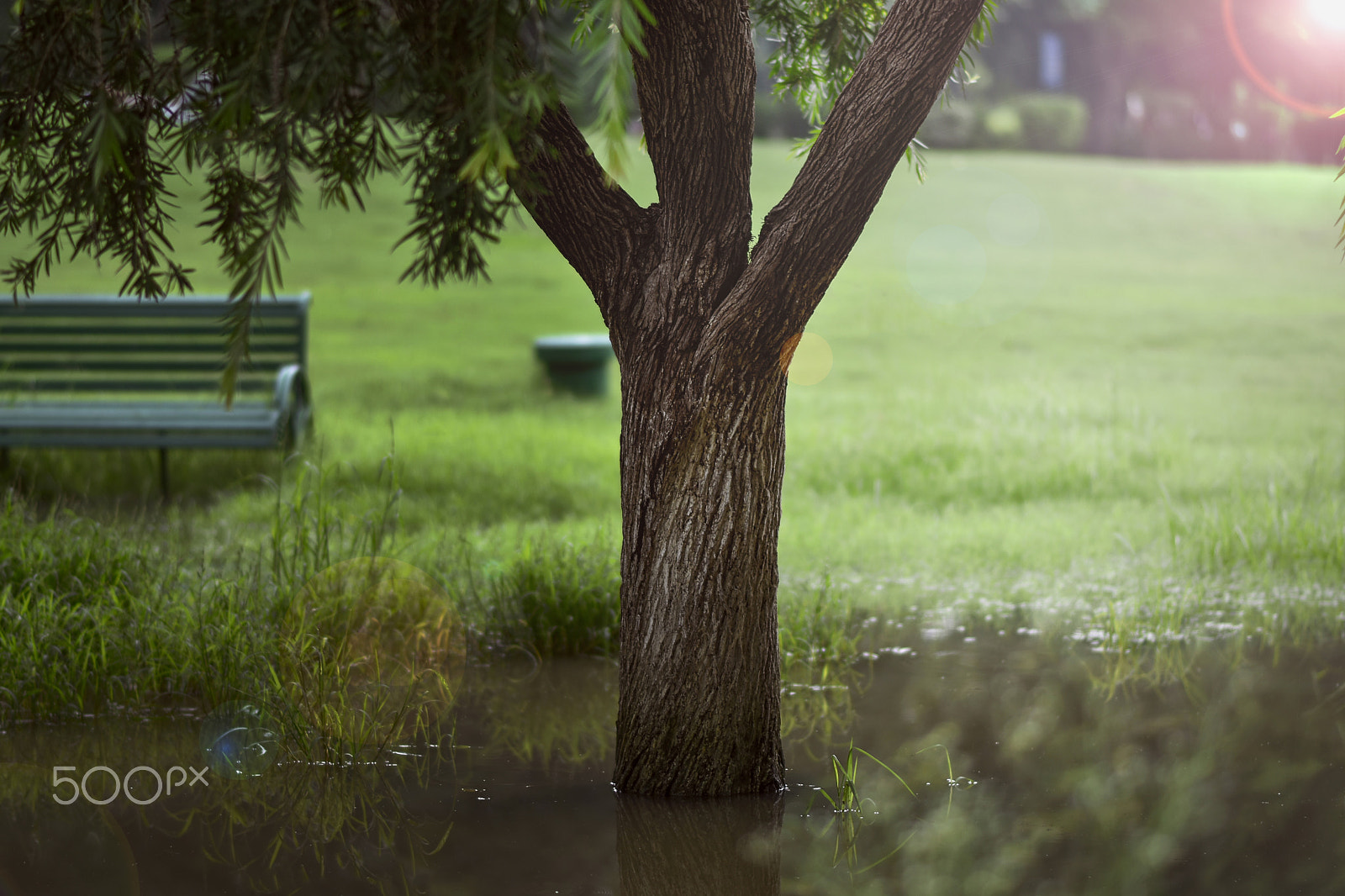 Nikon D5500 + Nikon AF-S Nikkor 85mm F1.8G sample photo. Tree photography