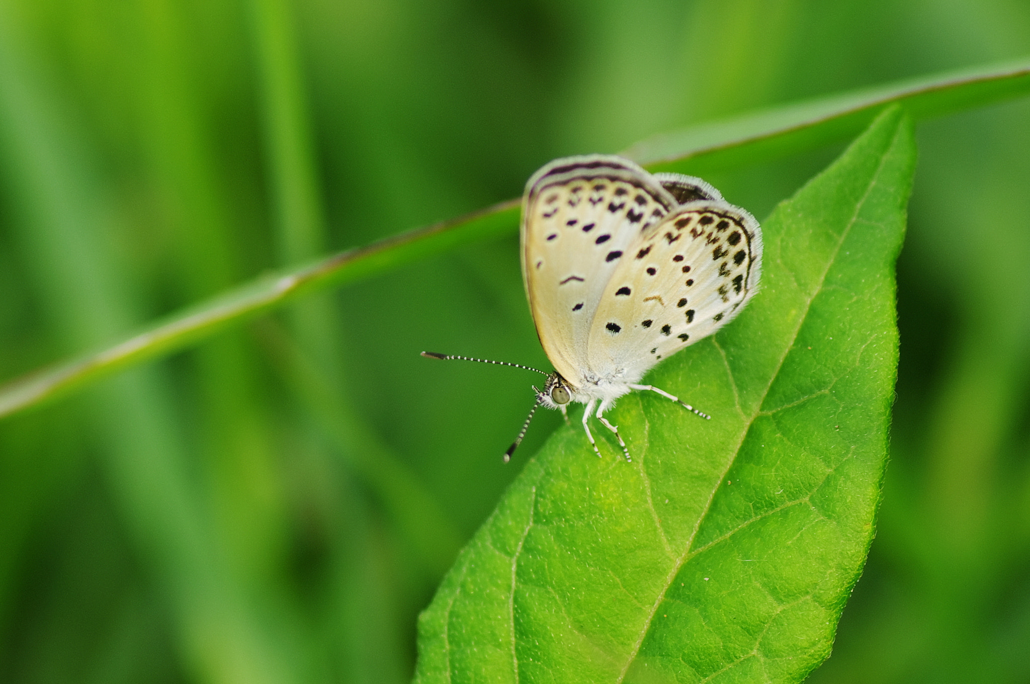 Pentax K-5 + Tamron SP AF 90mm F2.8 Di Macro sample photo. A small butterfly photography