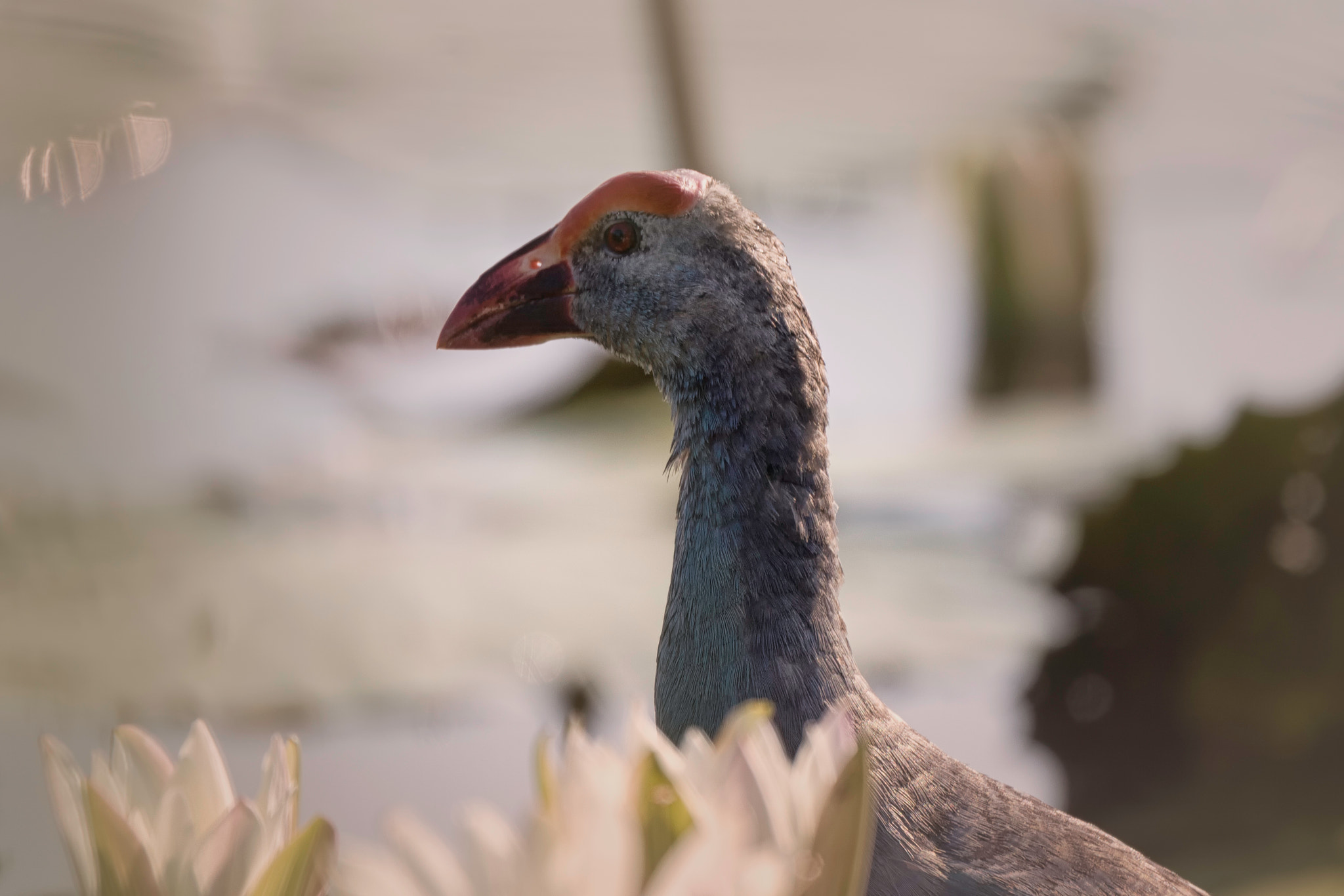 Tamron SP 150-600mm F5-6.3 Di VC USD sample photo. Swamphen photography