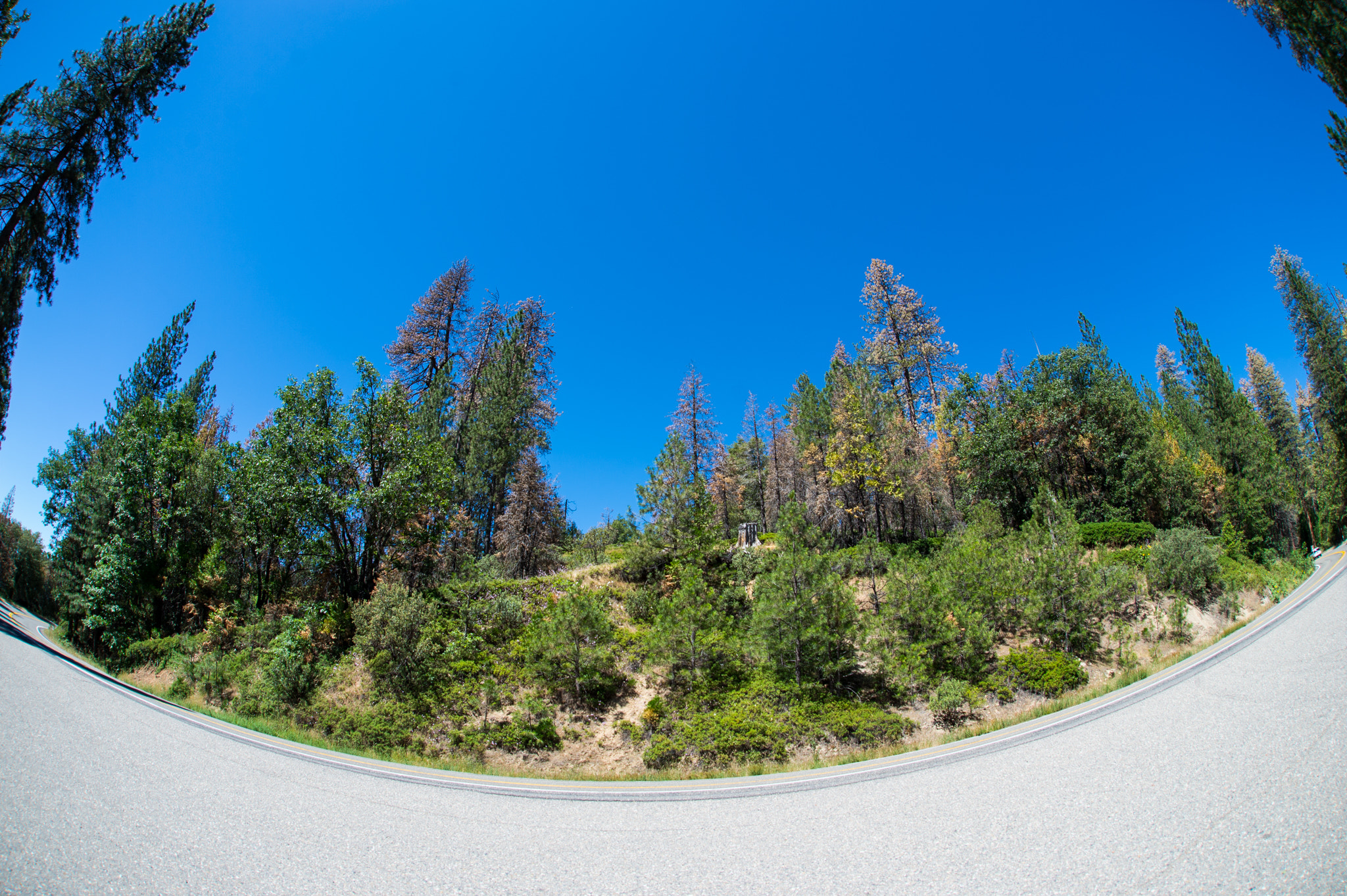 Sigma 15mm F2.8 EX DG Diagonal Fisheye sample photo. Curvy road to yosemite photography