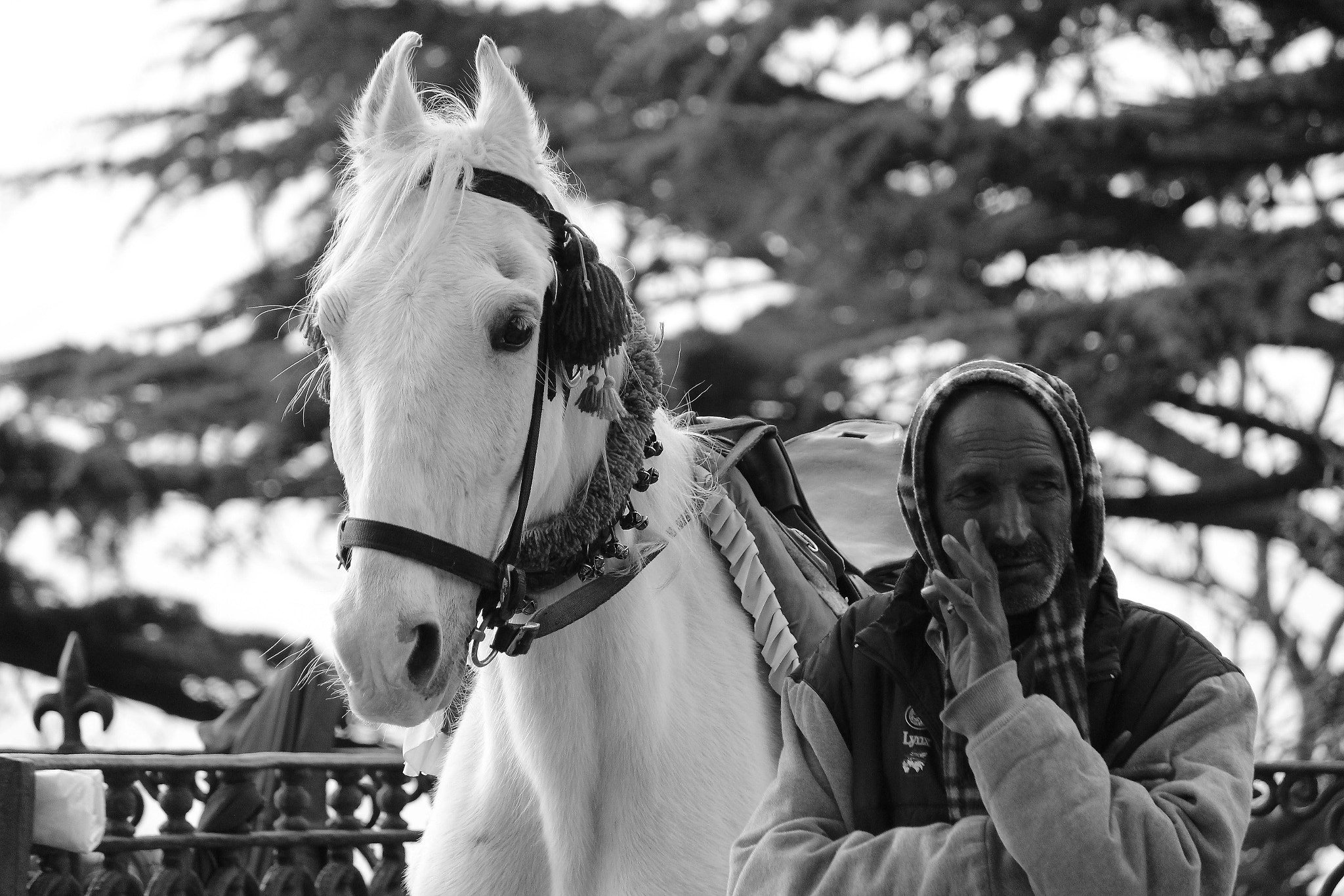 Canon EOS 600D (Rebel EOS T3i / EOS Kiss X5) sample photo. Horse rider photography
