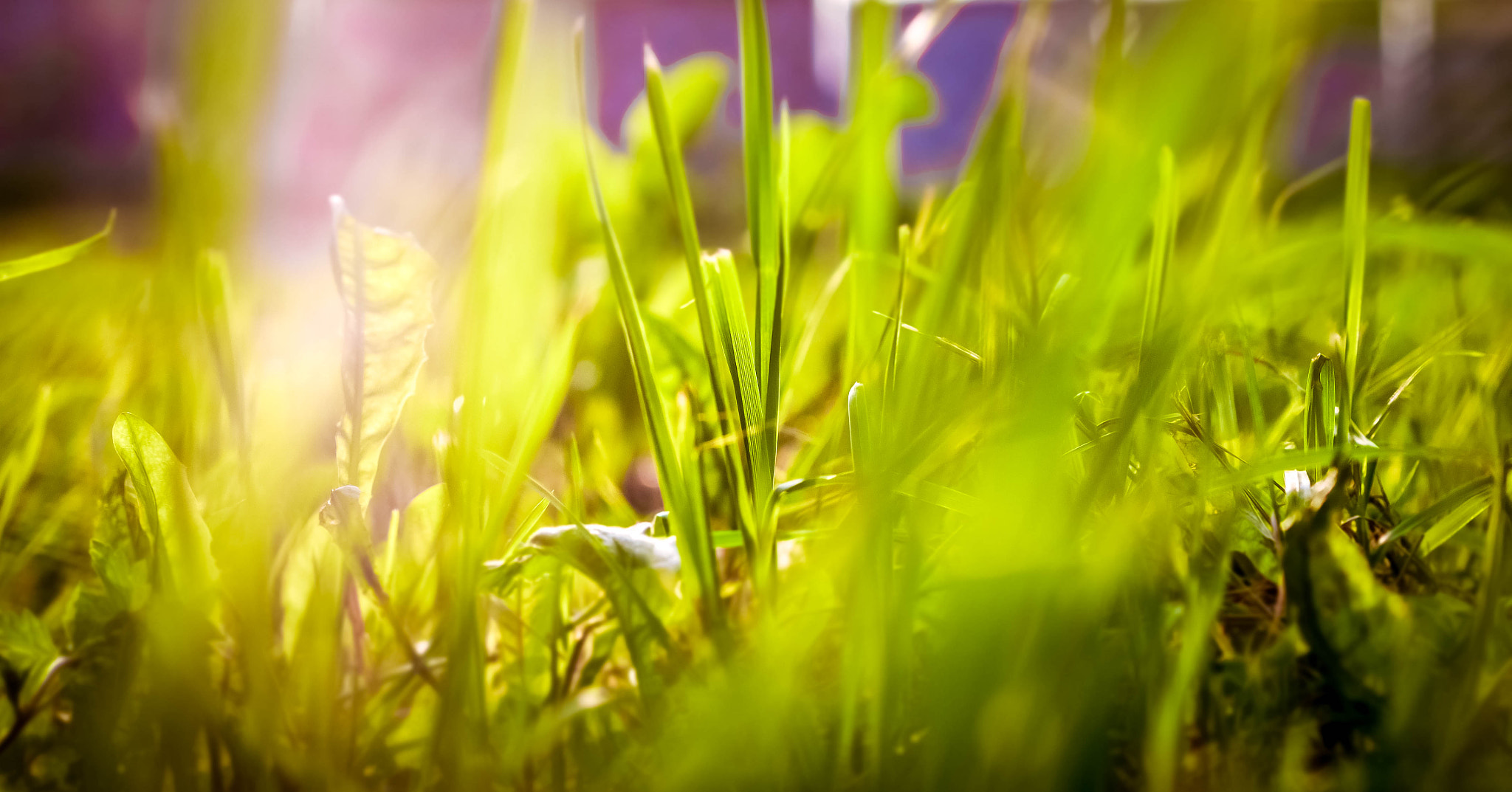 Panasonic Lumix DMC-G6 + Olympus M.Zuiko Digital 45mm F1.8 sample photo. Lawn at sunset photography