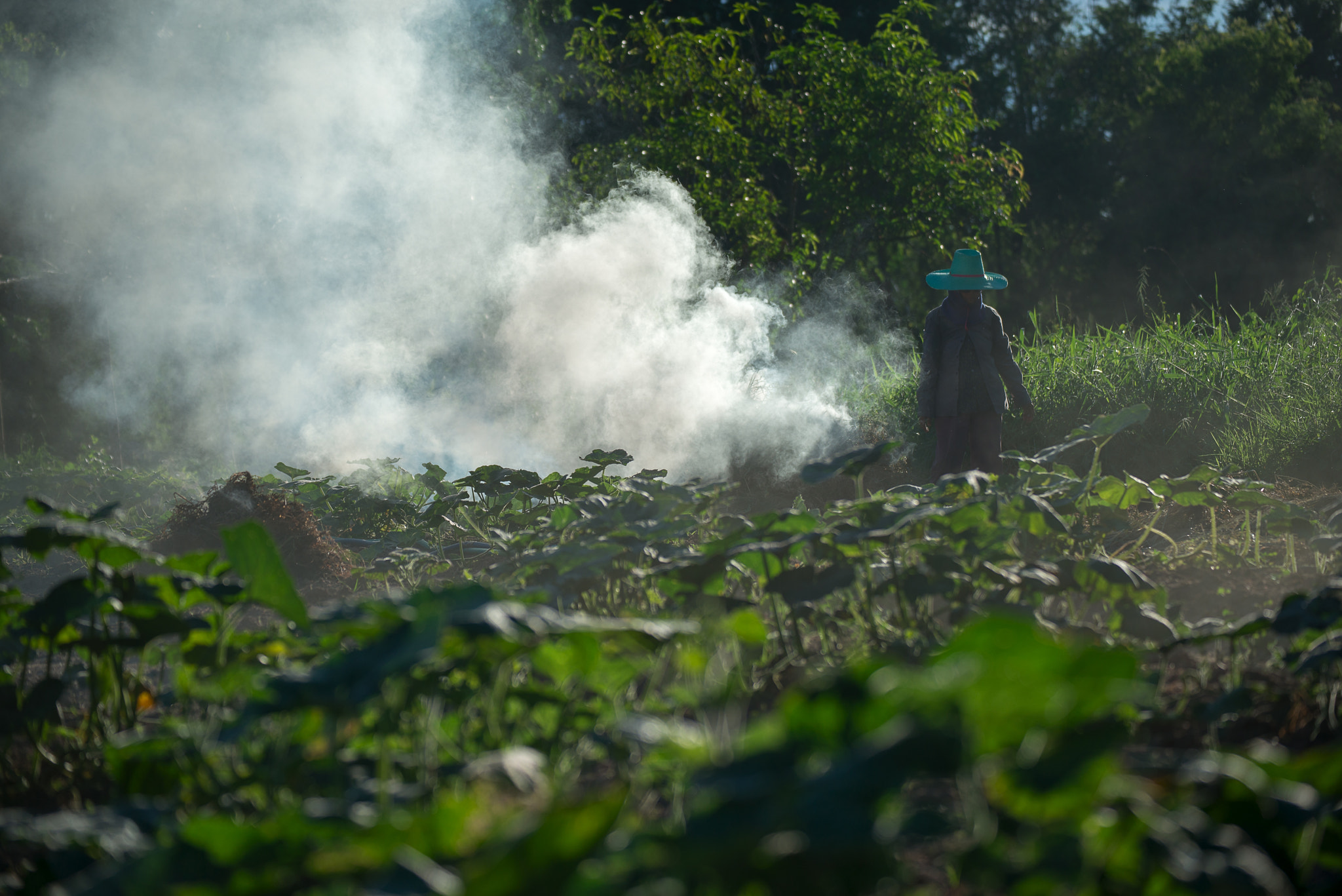 Nikon D800E sample photo. Burn for agriculture photography