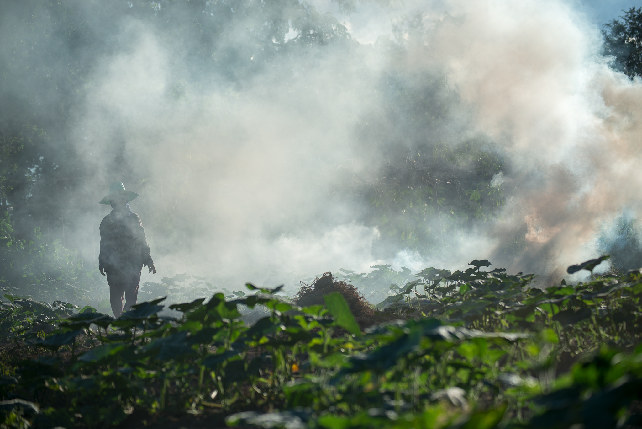 Nikon D800E sample photo. Burn for agriculture photography