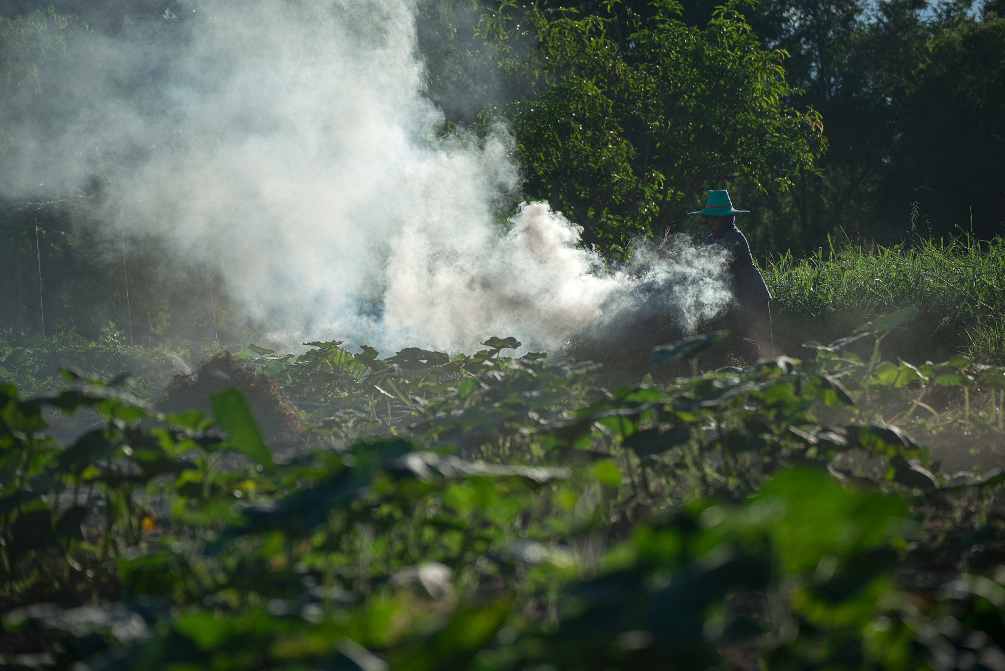 Nikon D800E sample photo. Burn for agriculture photography