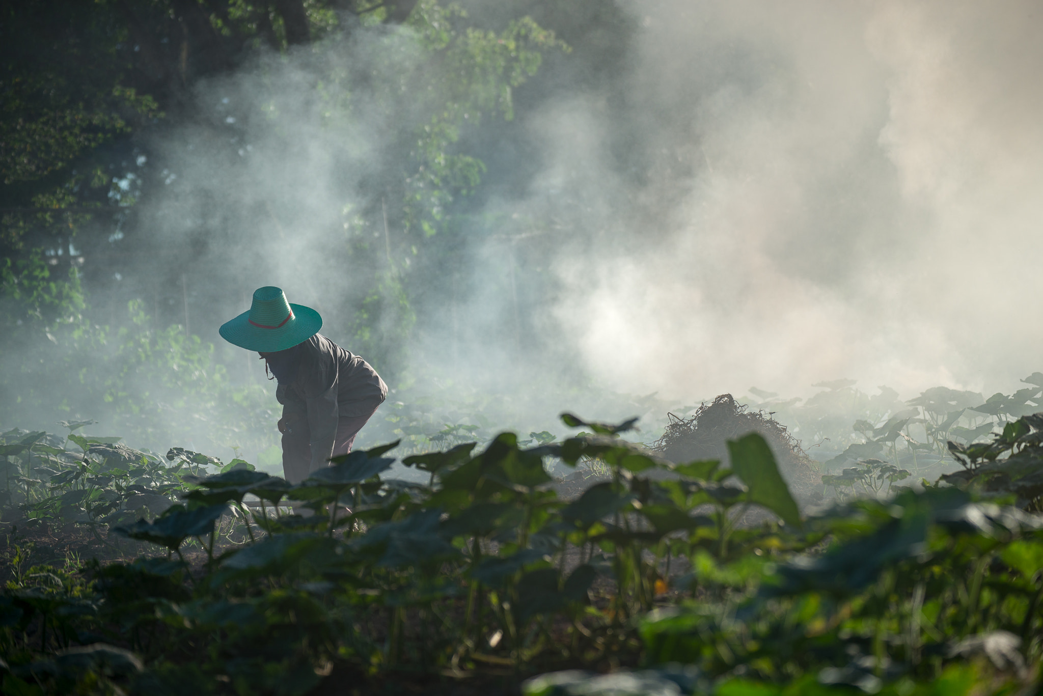 Nikon D800E sample photo. Burn for agriculture photography