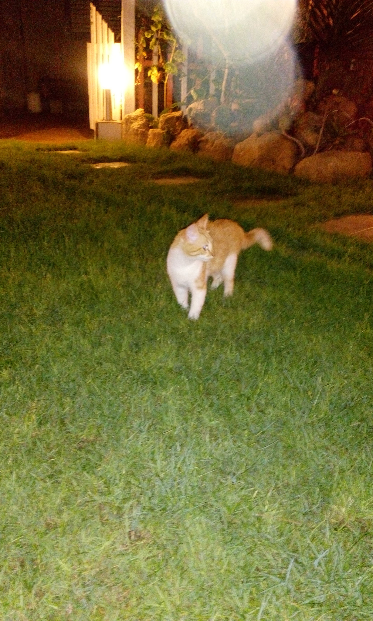 HTC DESIRE 816G DUAL SIM sample photo. What! photography