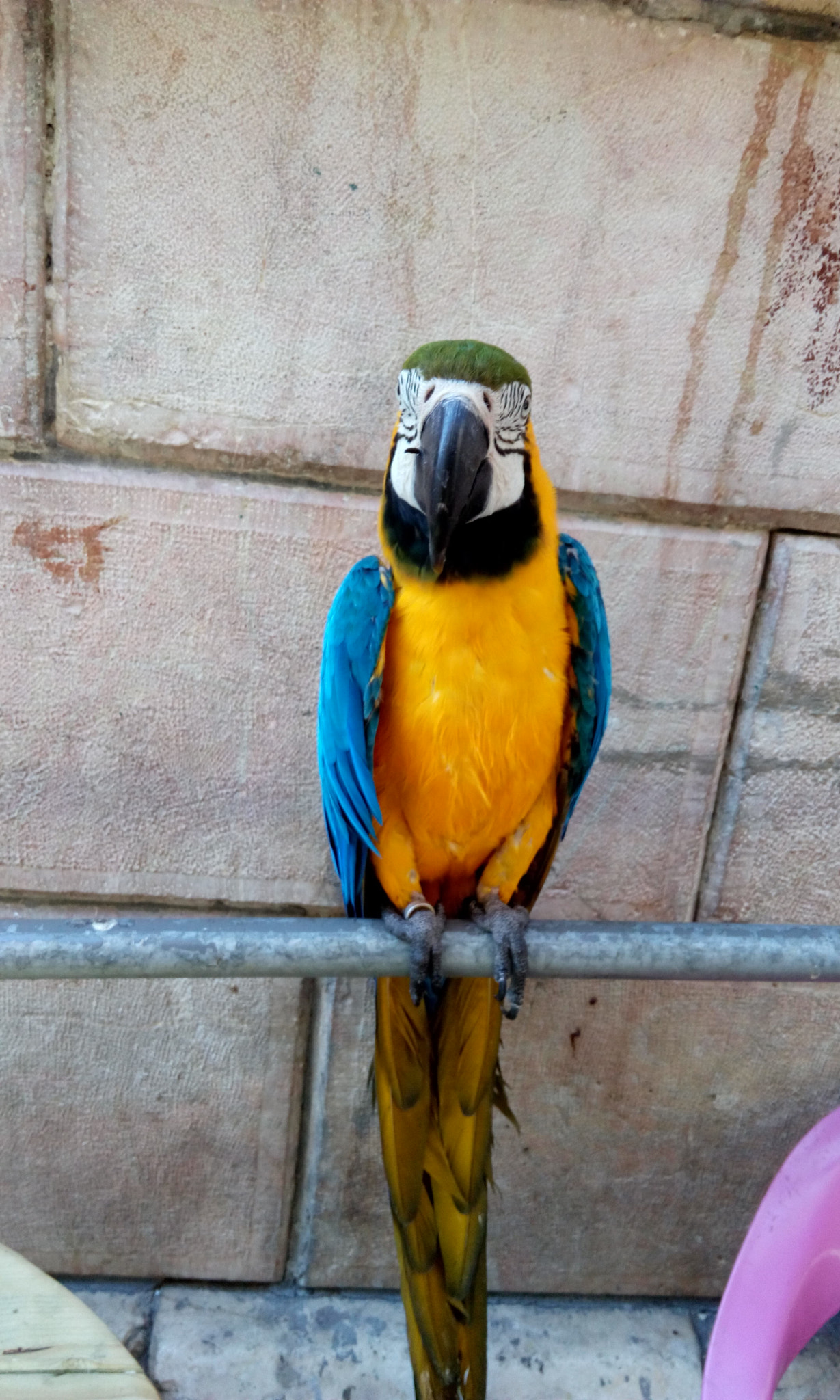 HTC DESIRE 816G DUAL SIM sample photo. Hello photography