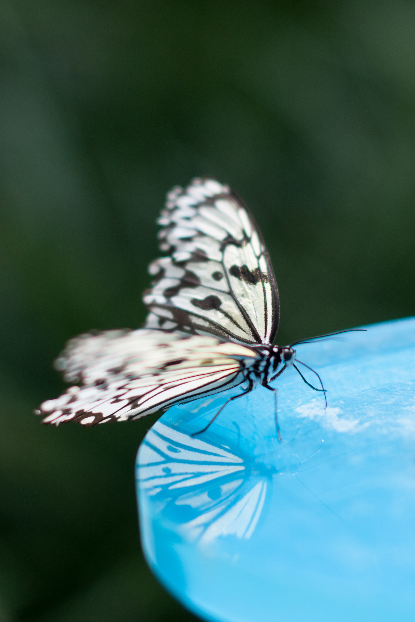 Nikon D300S + Nikon AF-S Nikkor 50mm F1.4G sample photo. Reflection of the butterfly photography