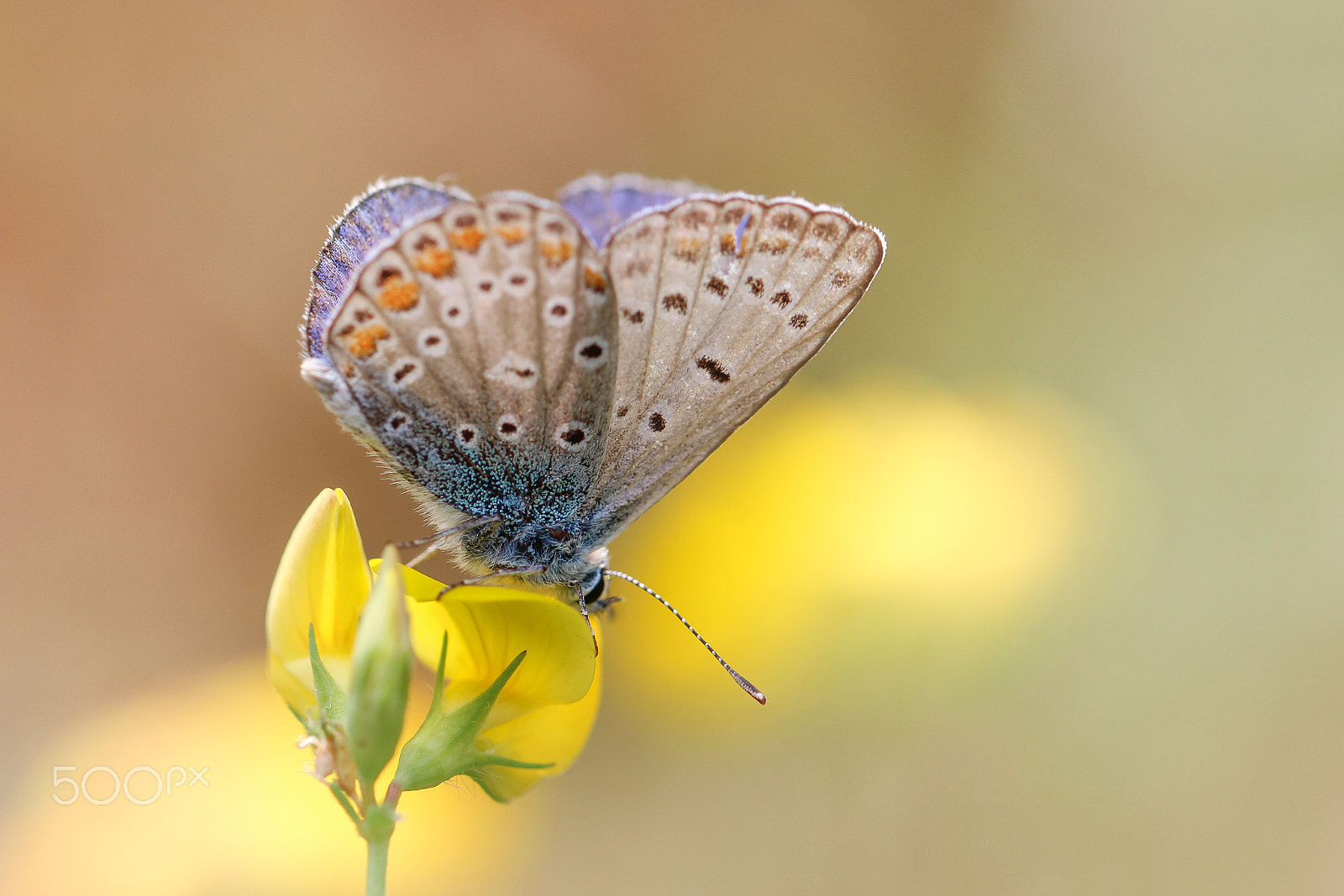 Canon EOS 700D (EOS Rebel T5i / EOS Kiss X7i) + Canon EF 100mm F2.8L Macro IS USM sample photo. Callie photography