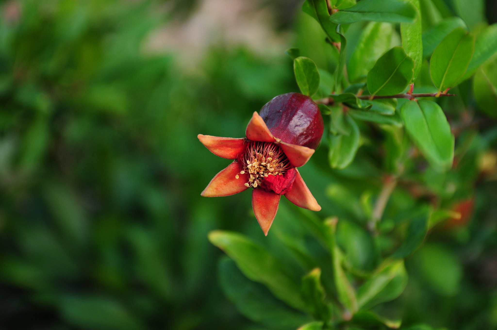 Nikon D5000 sample photo. The pomegranate flower, israel photography