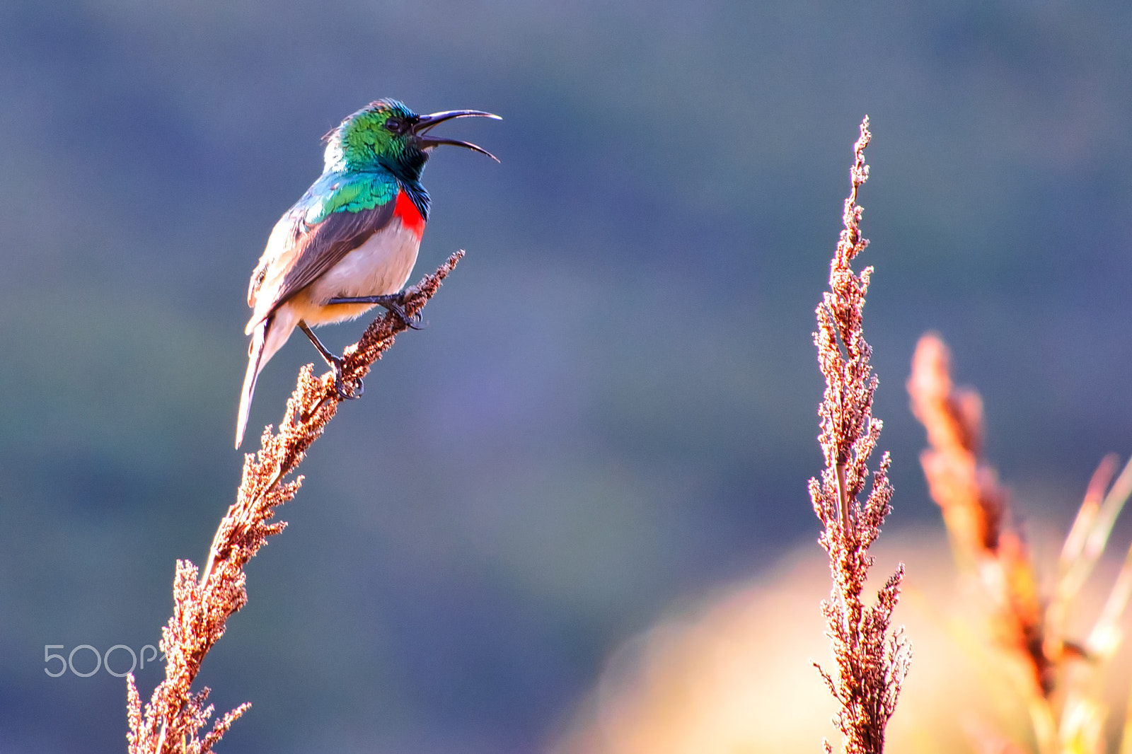 Olympus OM-D E-M5 sample photo. Color bird photography