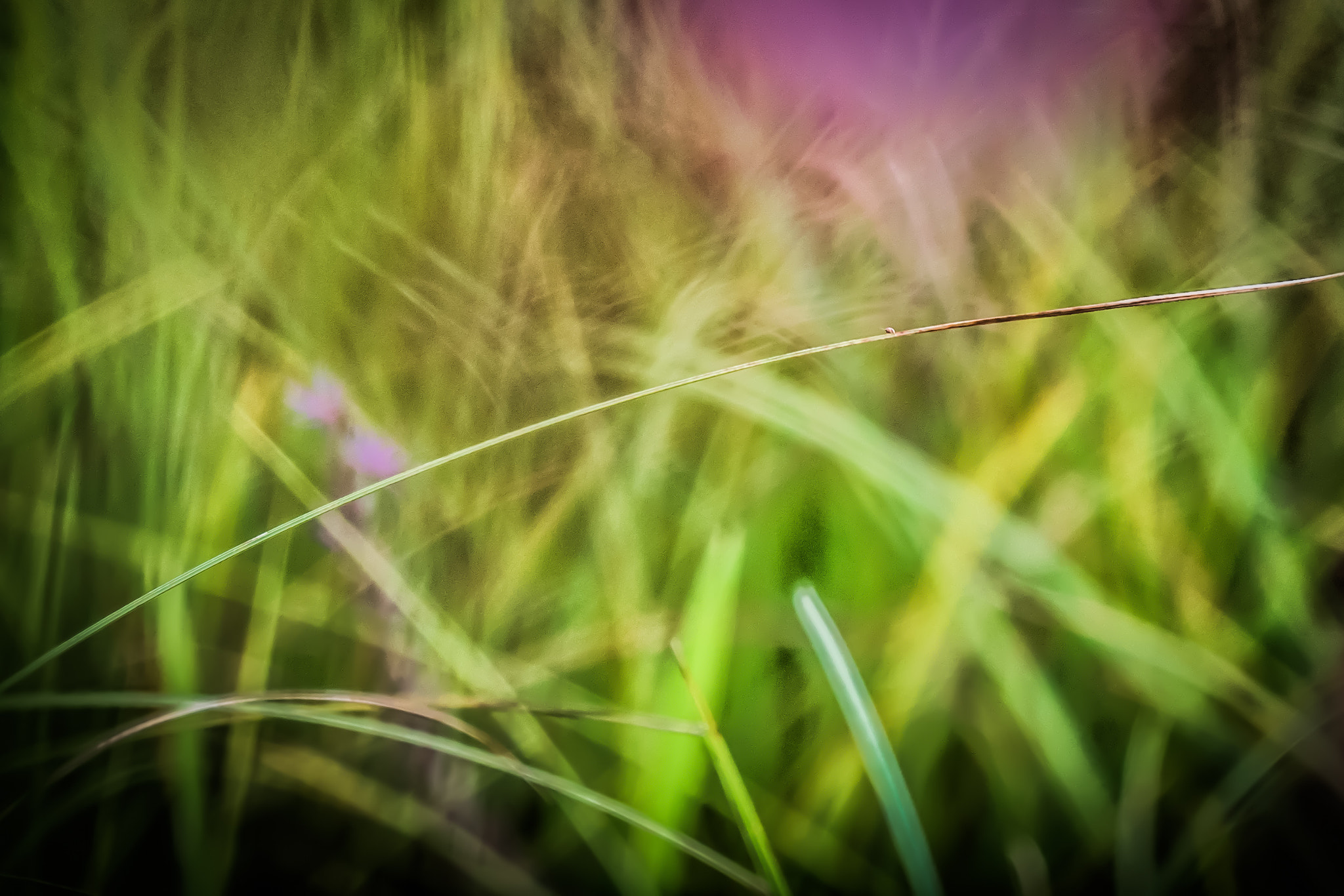 Panasonic Lumix DMC-GX8 + LEICA DG 100-400/F4.0-6.3 sample photo. Nature pur  photography