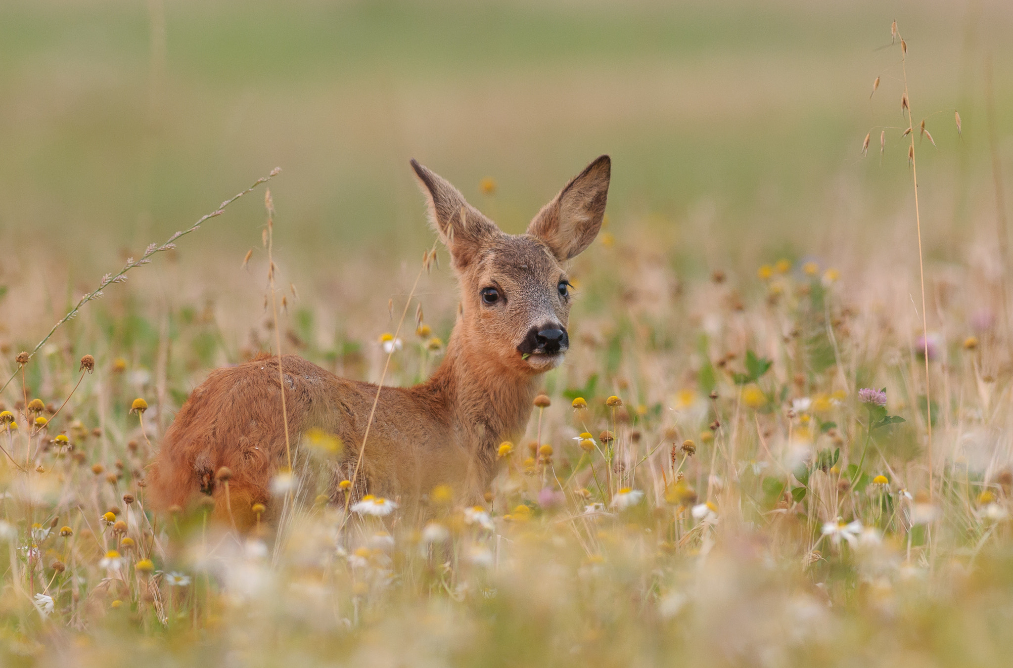 Nikon D300S sample photo. A roe deer fawn in the flowers photography