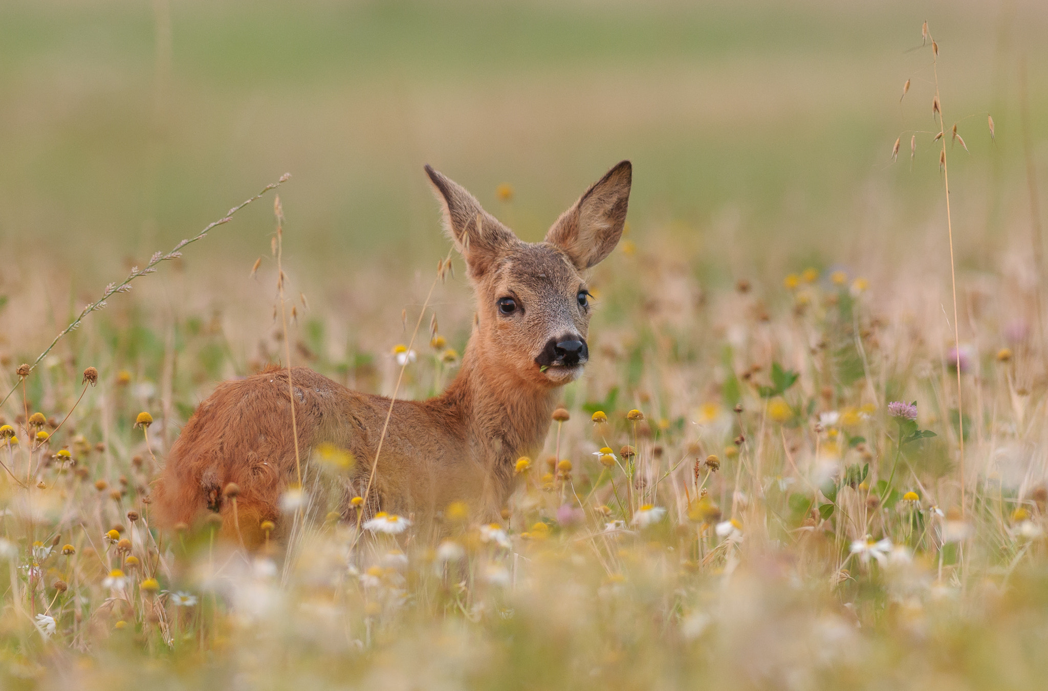 Nikon AF-S Nikkor 300mm F2.8G ED VR II sample photo. A roe deer fawn in the flowers photography