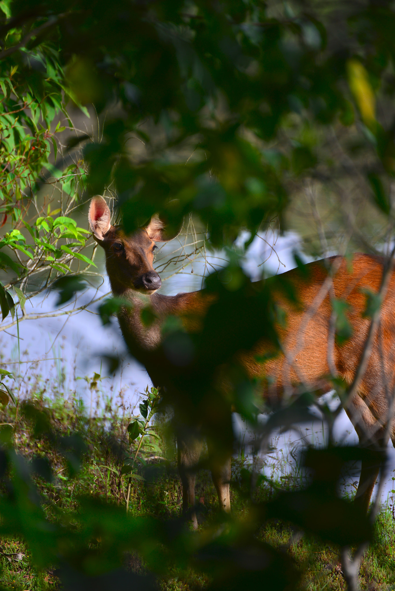 Nikon D800E sample photo. The gazelles photography