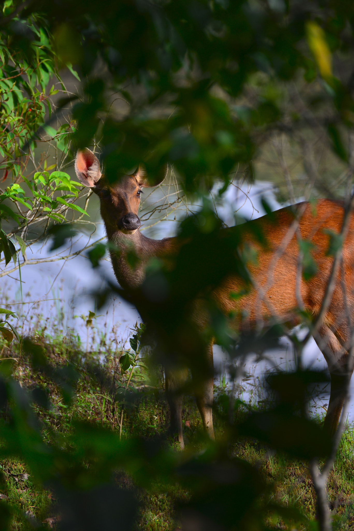 Nikon D800E sample photo. The gazelles photography
