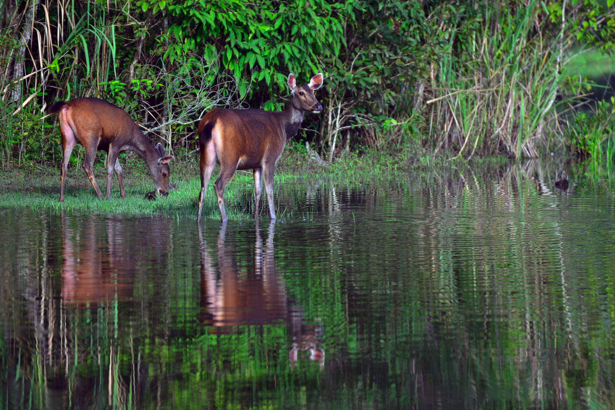 Nikon D800E sample photo. The gazelles photography