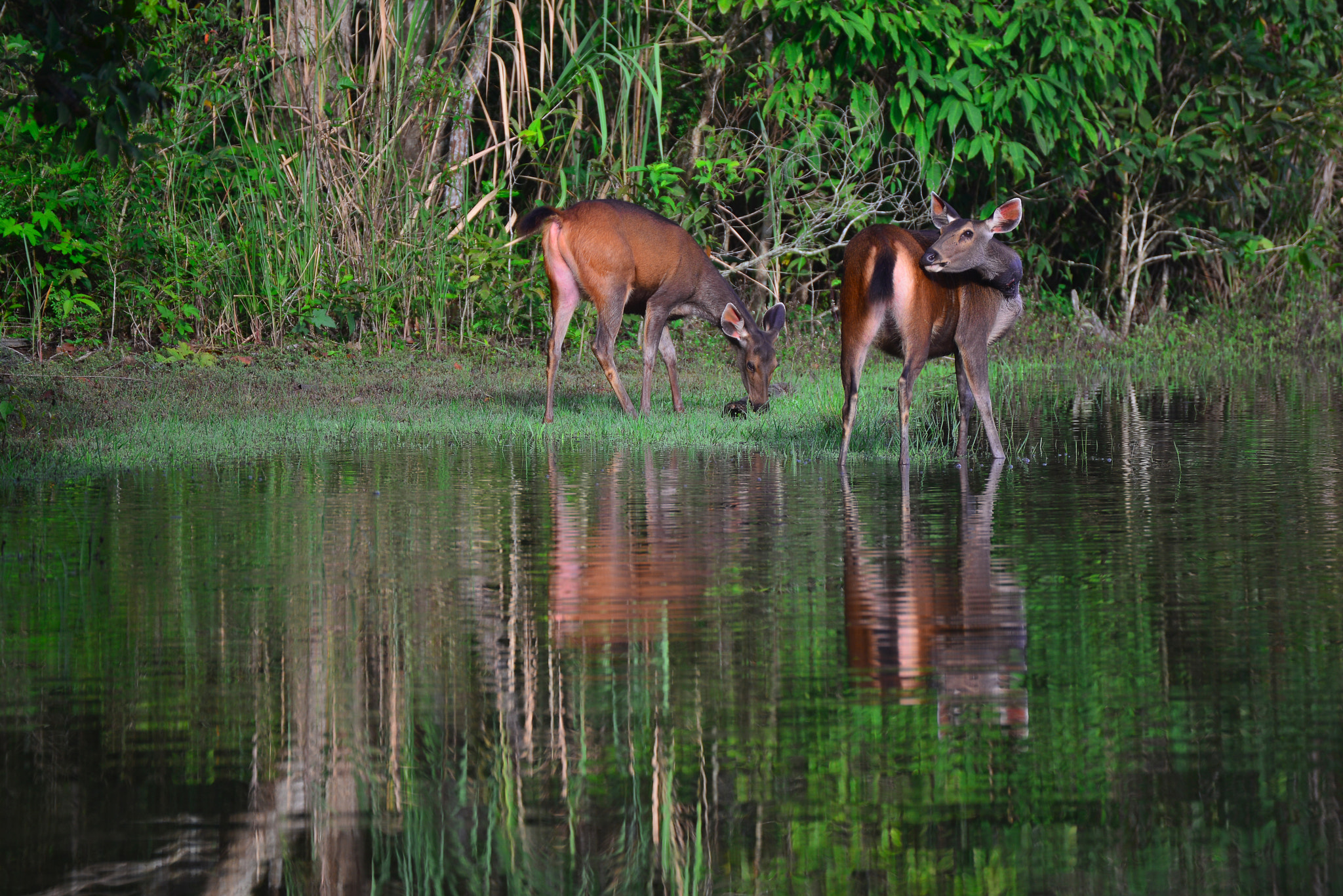 Nikon D800E sample photo. The gazelles photography
