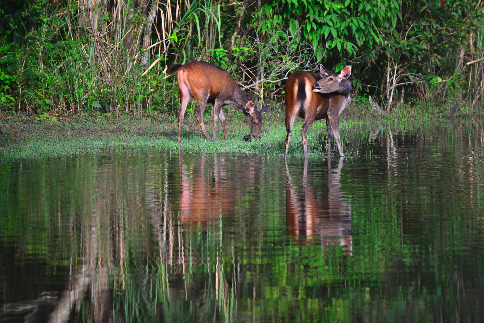 Nikon D800E sample photo. The gazelles photography