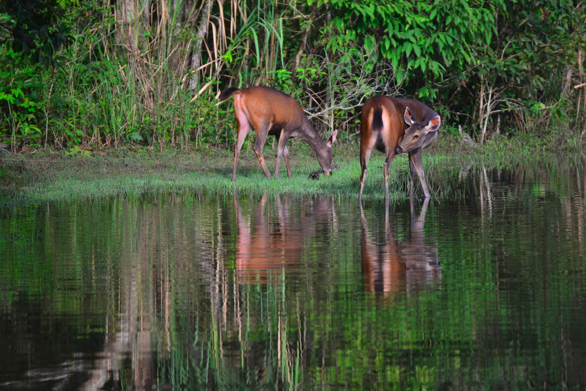 Nikon D800E sample photo. The gazelles photography