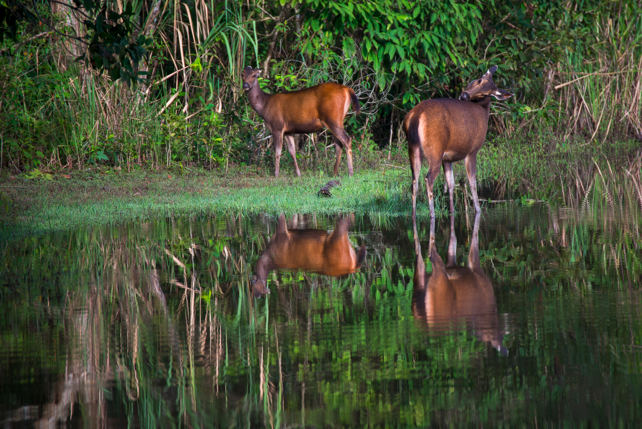 Nikon D800E sample photo. The gazelles photography
