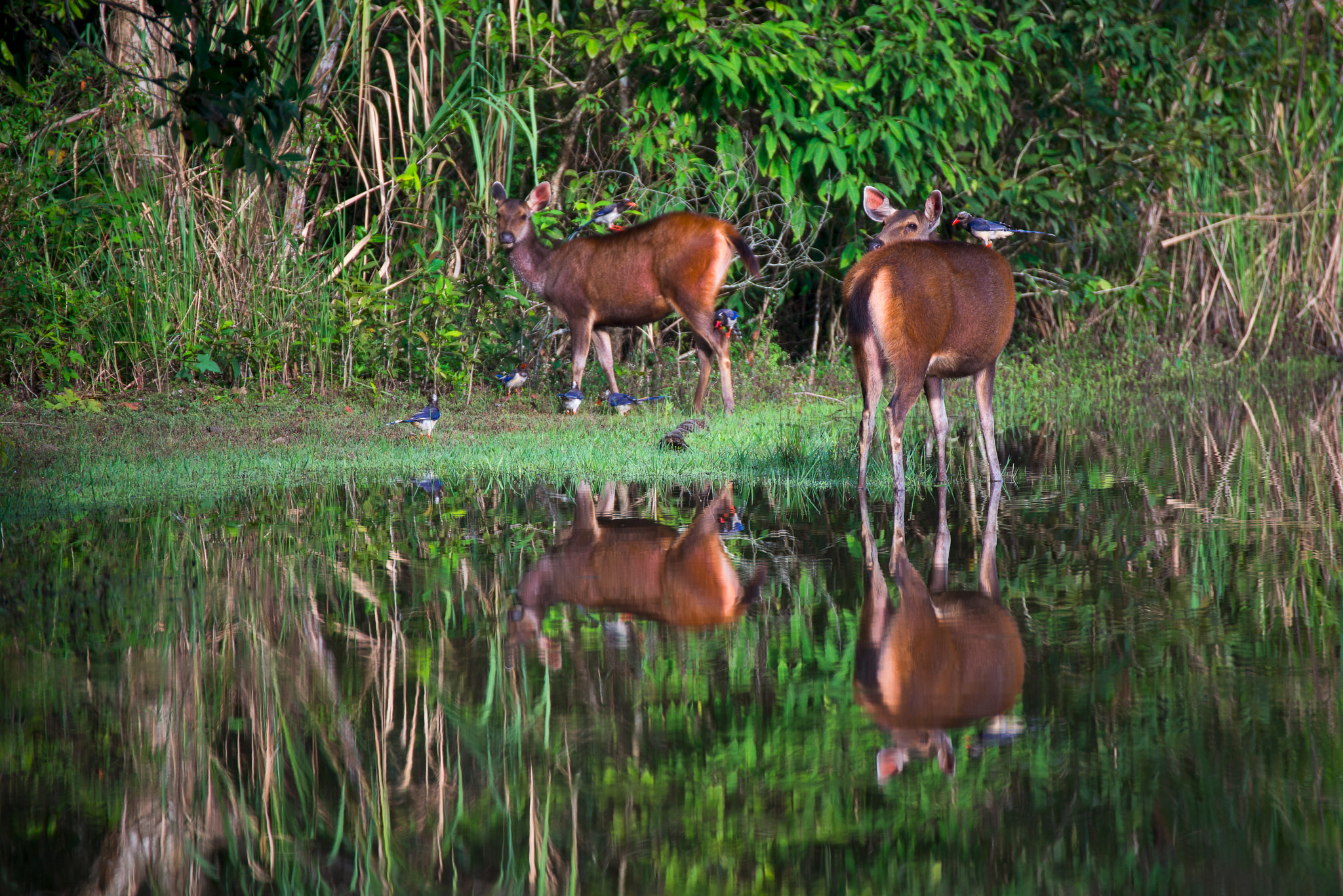 Nikon D800E sample photo. The gazelles photography