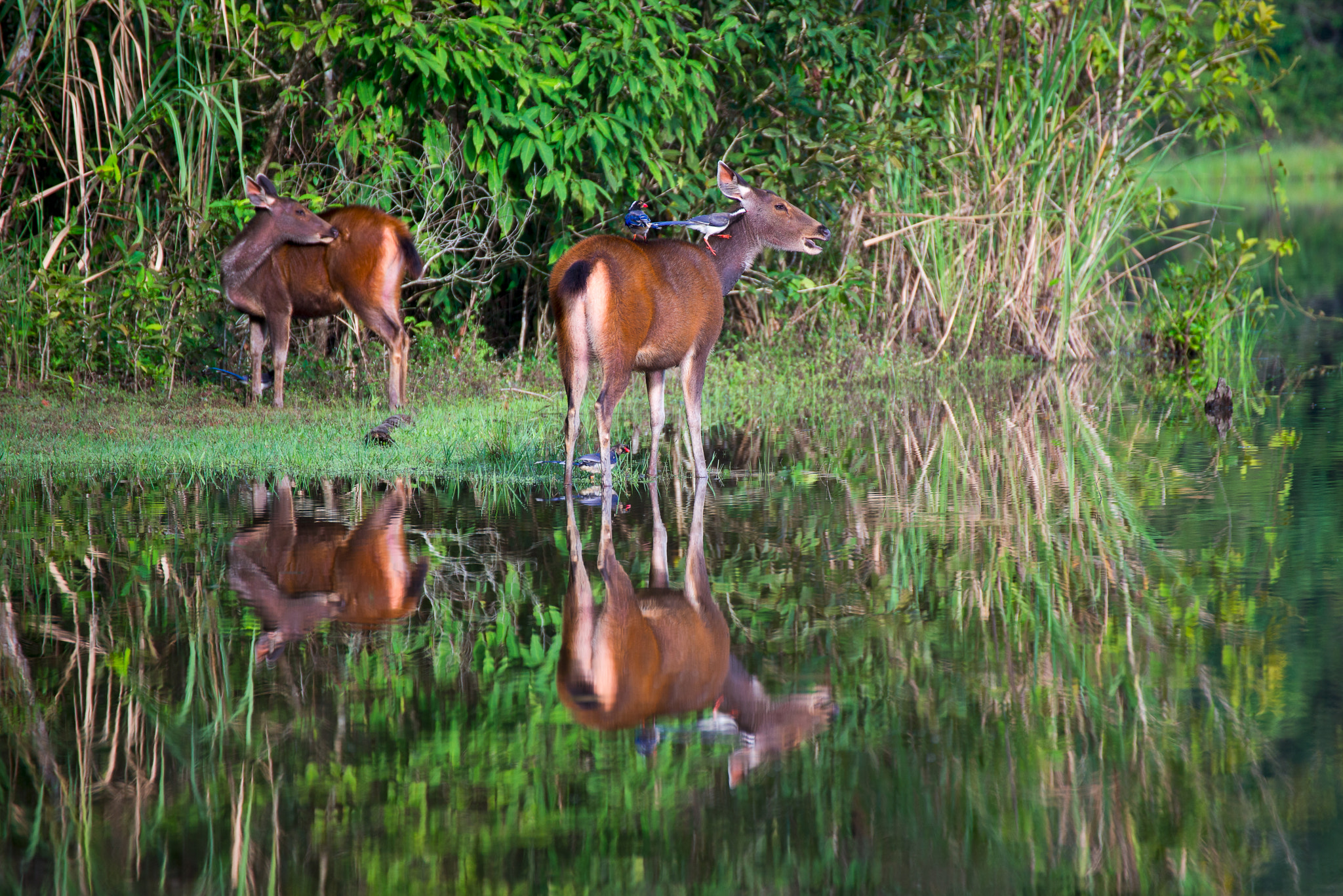 Nikon D800E sample photo. The gazelles photography