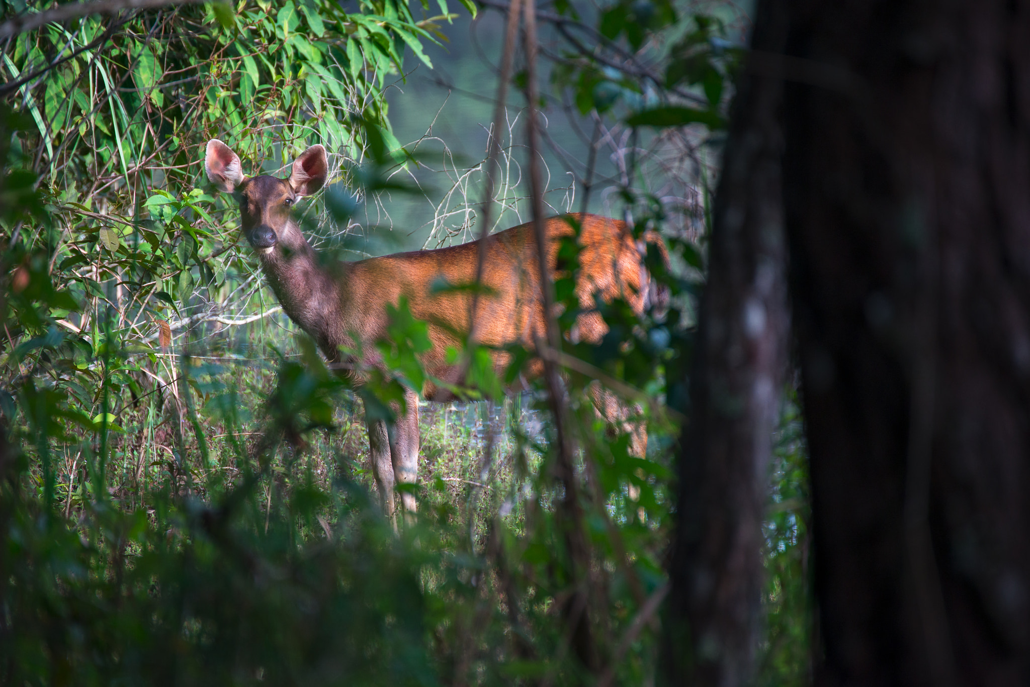 Nikon D800E sample photo. The gazelles photography