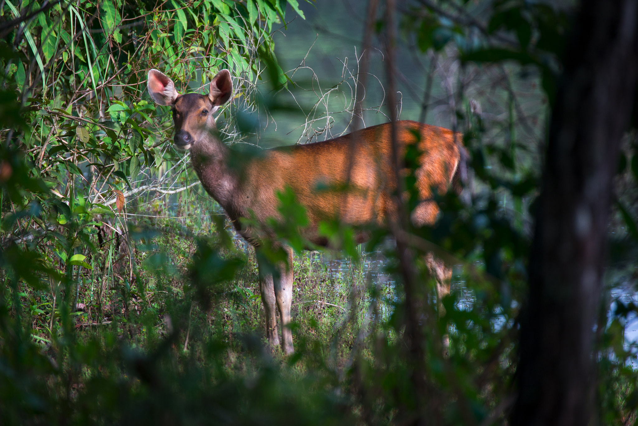 Nikon D800E sample photo. The gazelles photography