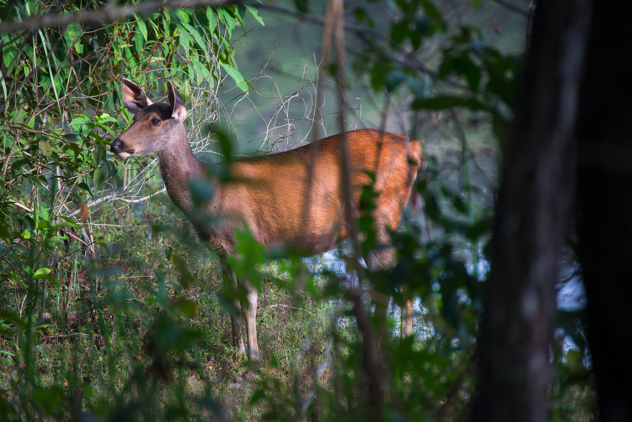 Nikon D800E sample photo. The gazelles photography