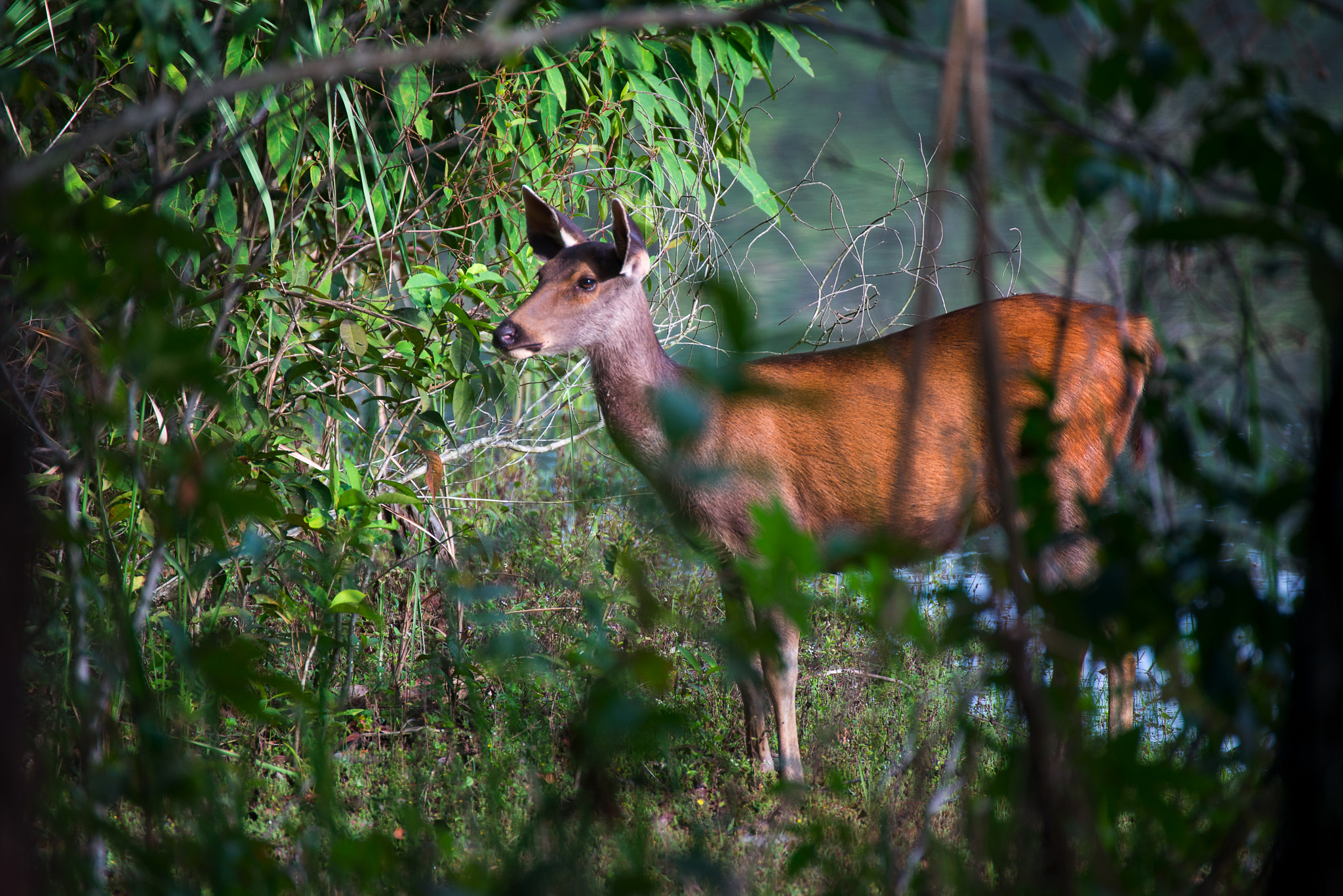 Nikon D800E sample photo. The gazelles photography