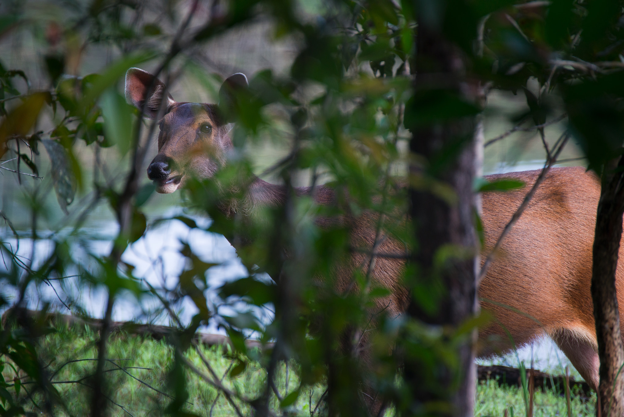 Nikon D800E sample photo. The gazelles photography